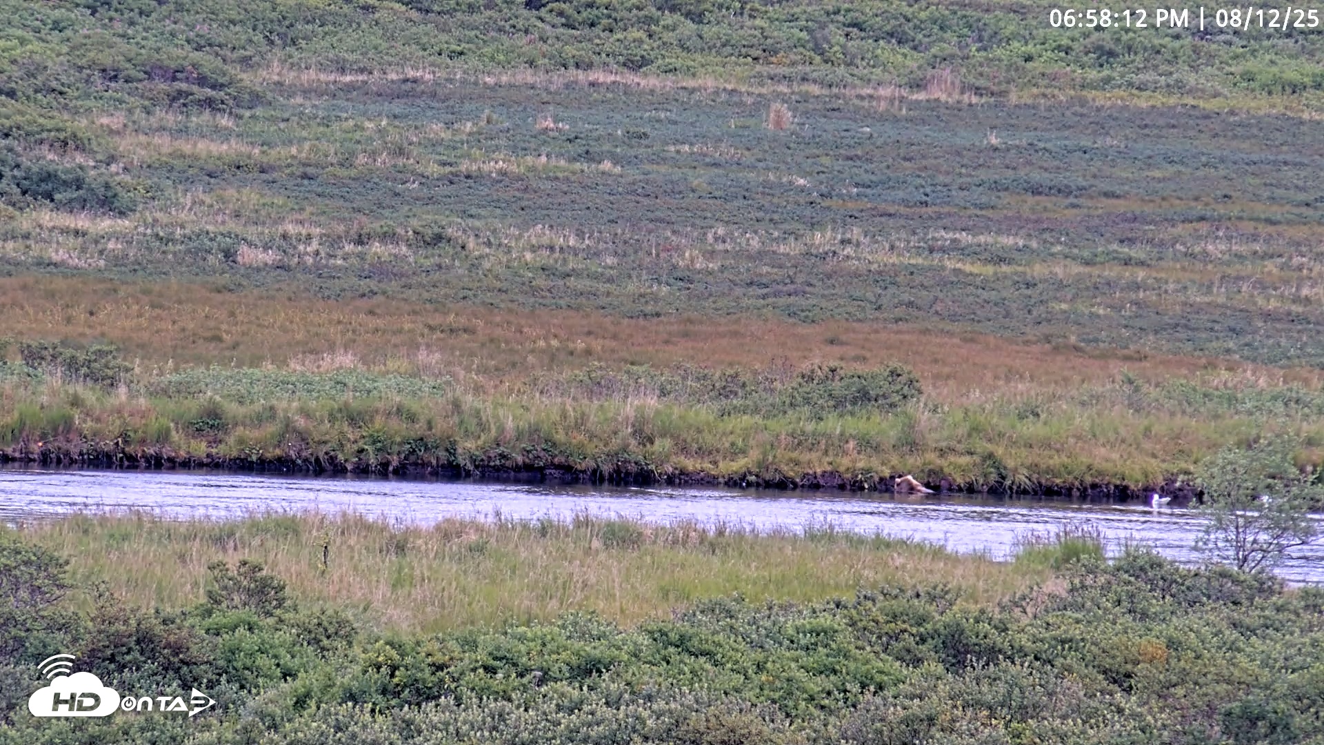 Snapshot of Kodiak Alaska Brown Bears Live Webcam taken Aug 12, 2025, 6:58pm AKDT