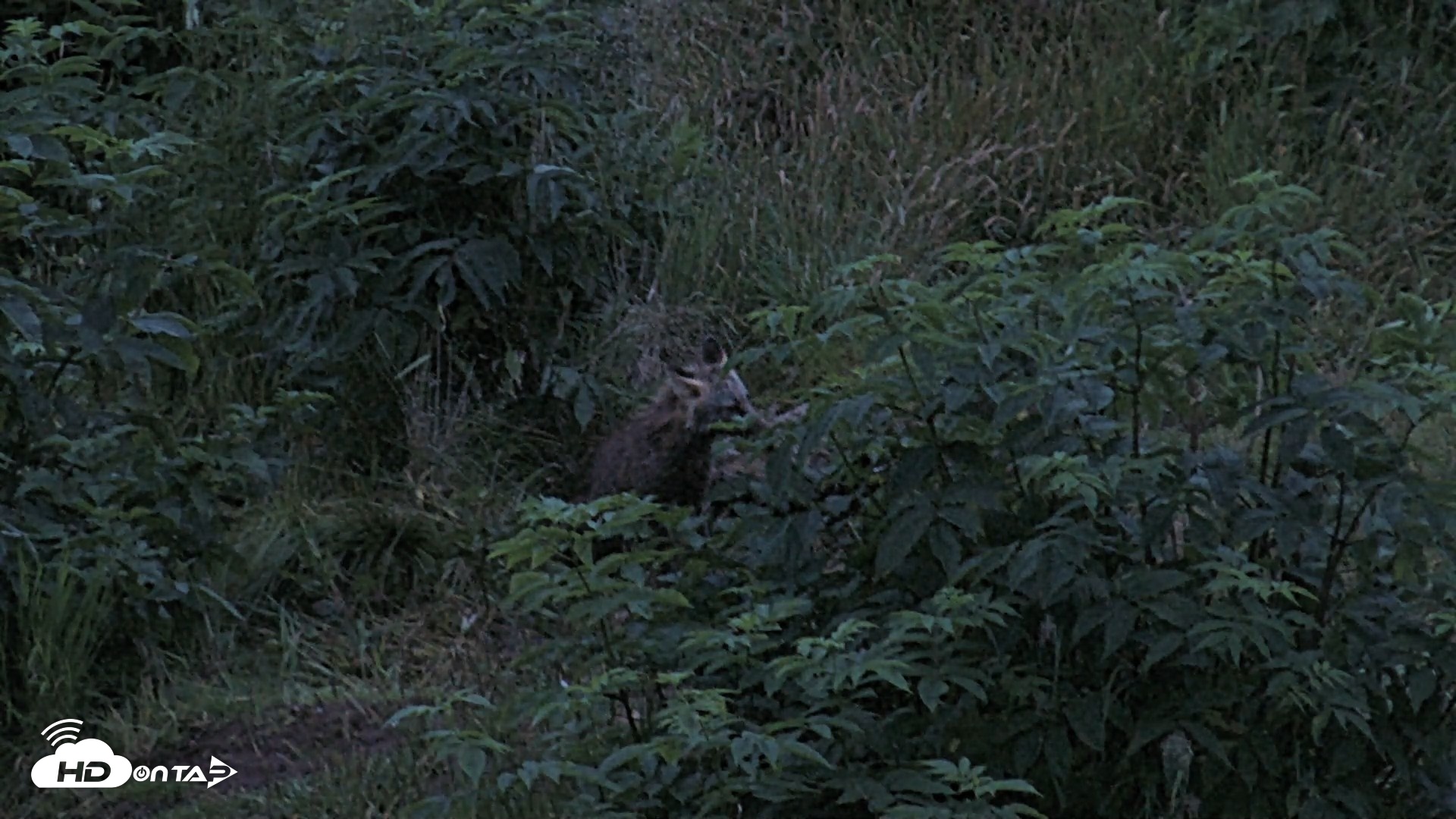 Snapshot of Kodiak Alaska Brown Bears Live Webcam taken Aug 5, 2026, 6:03am AKDT