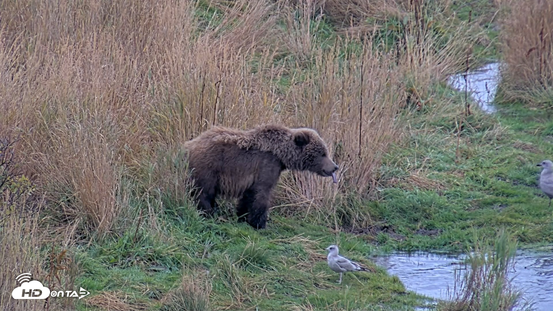 Snapshot of Kodiak Alaska Brown Bears Live Webcam taken Oct 6, 2026, 11:10am AKDT