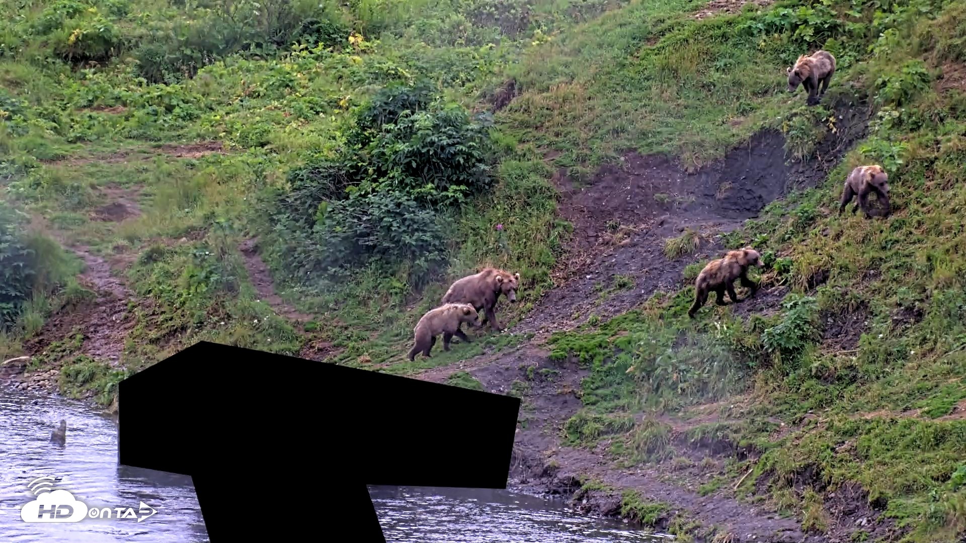 Snapshot of Kodiak Alaska Brown Bears Live Webcam taken Aug 12, 2026, 6:55pm AKDT