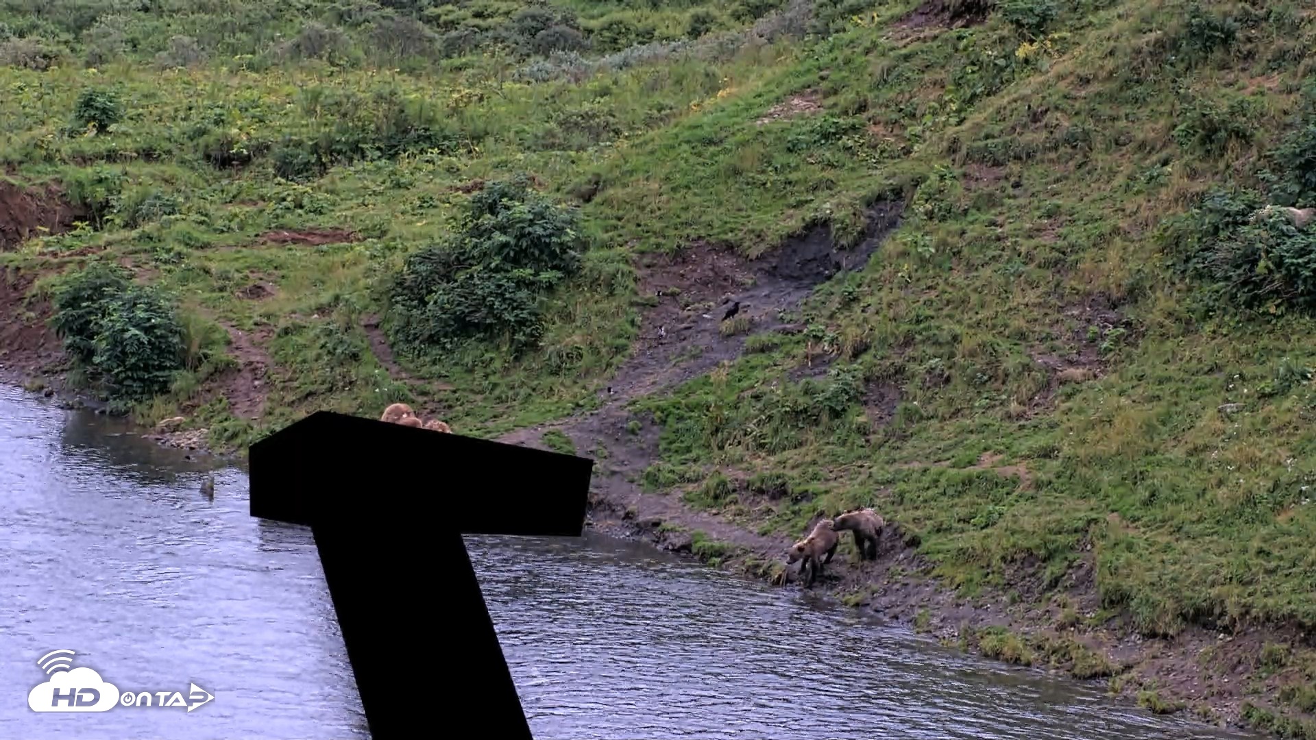 Snapshot of Kodiak Alaska Brown Bears Live Webcam taken Aug 19, 2026, 7:48pm AKDT