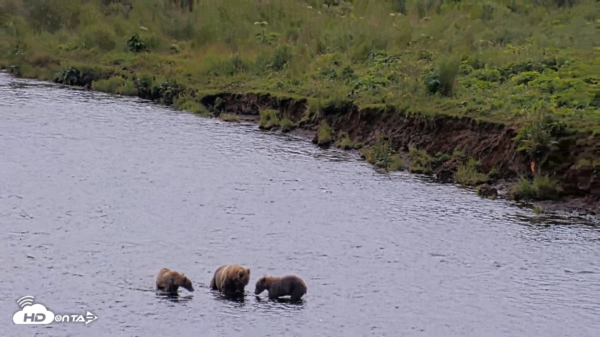 Snapshot of Kodiak Alaska Brown Bears Live Webcam taken Aug 9, 2026, 12:31pm AKDT