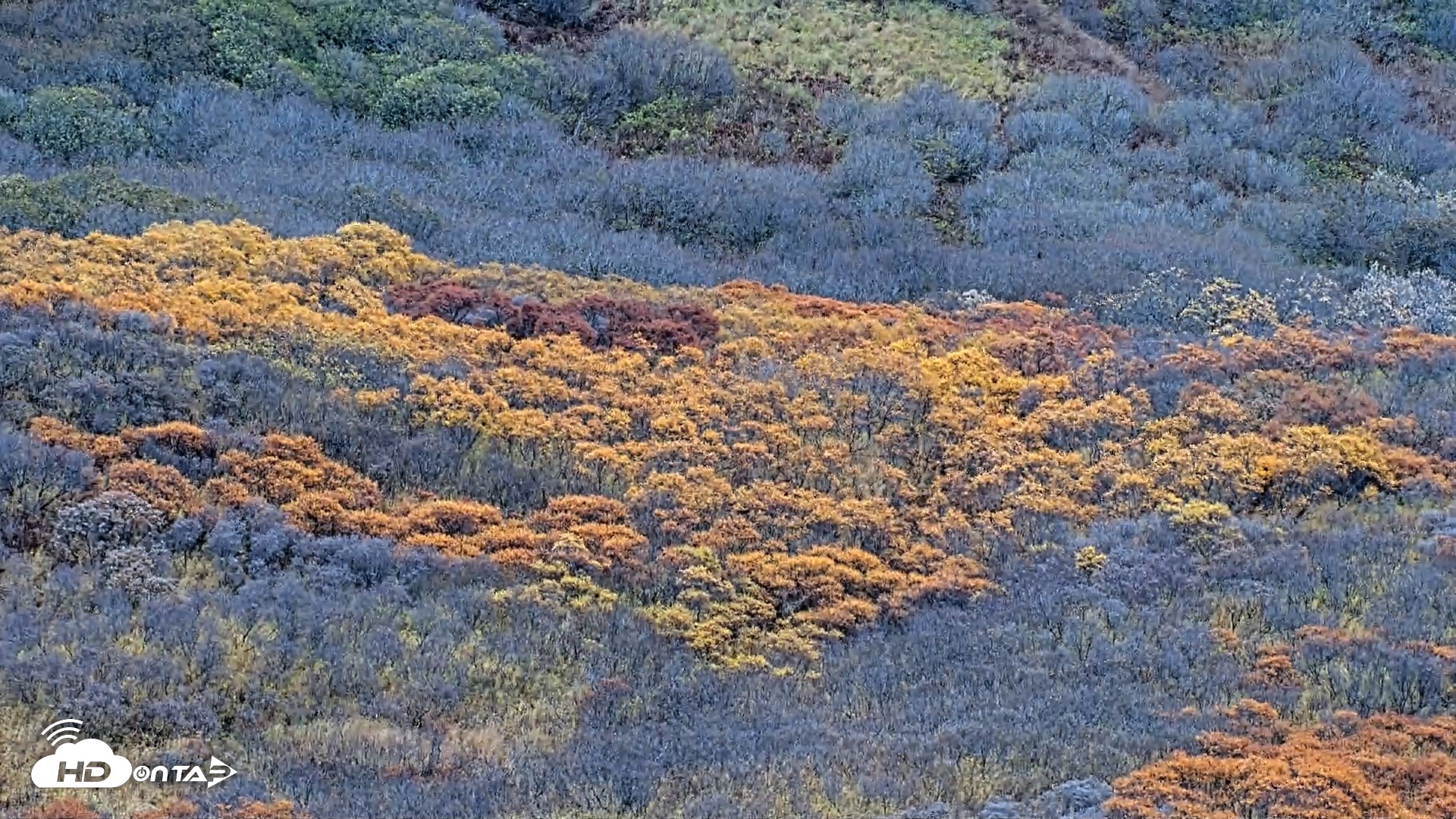 Snapshot of Kodiak Alaska Brown Bears Live Webcam taken Oct 20, 2026, 3:35pm AKDT