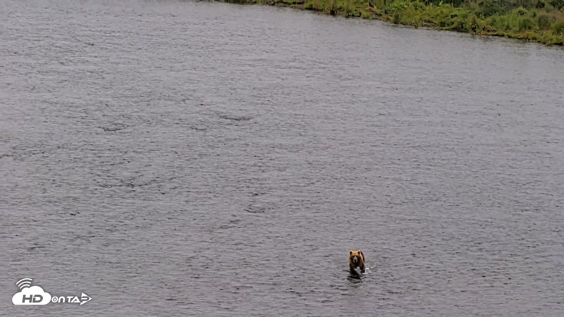 Snapshot of Kodiak Alaska Brown Bears Live Webcam taken Aug 10, 2026, 10:48am AKDT
