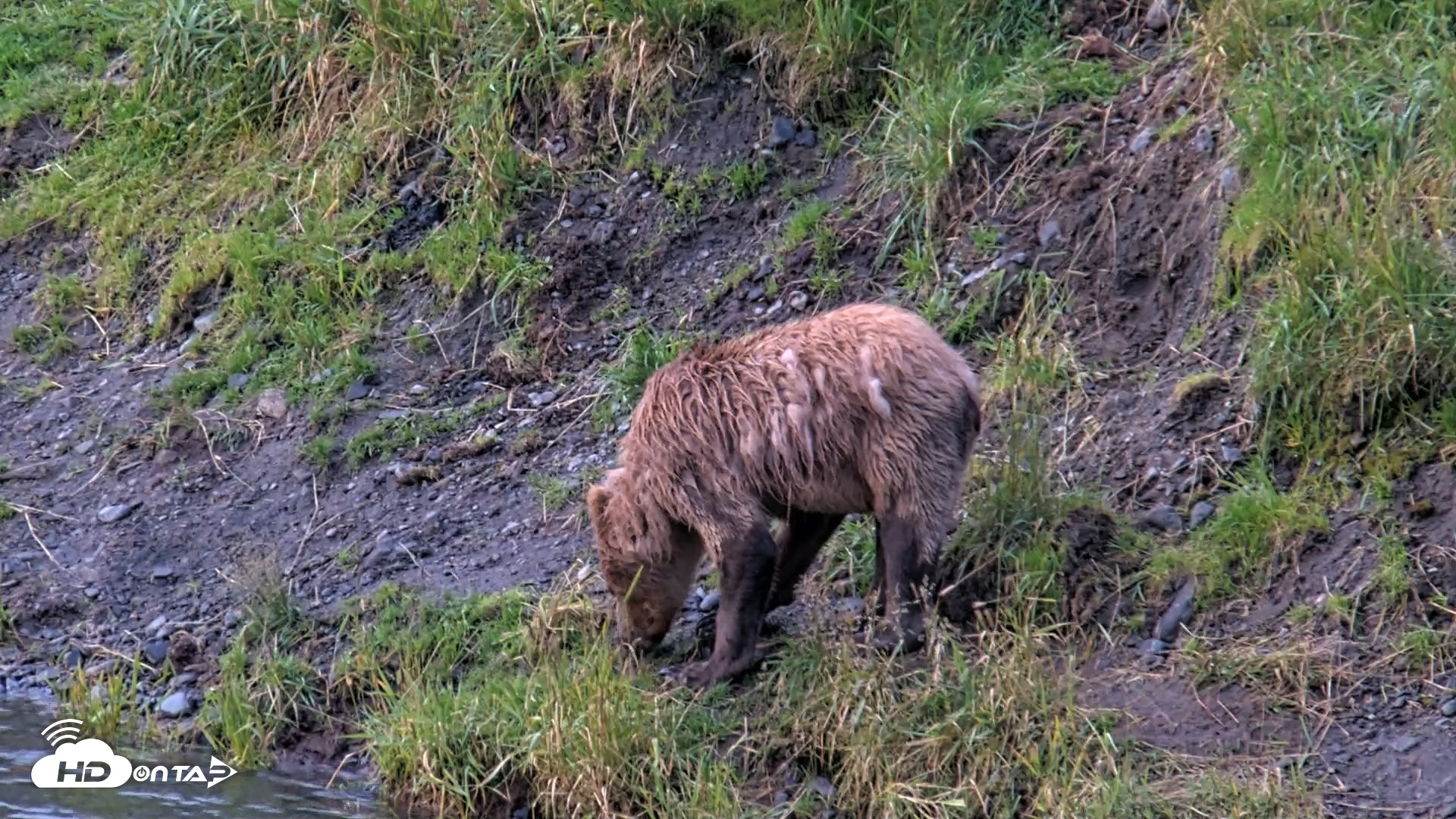Snapshot of Kodiak Alaska Brown Bears Live Webcam taken Aug 14, 2026, 7:37am AKDT