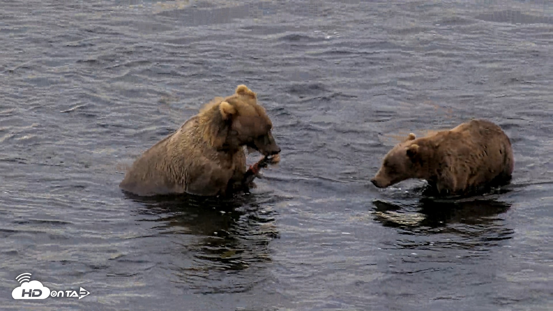 Snapshot of Kodiak Alaska Brown Bears Live Webcam taken Aug 21, 2026, 8:05am AKDT