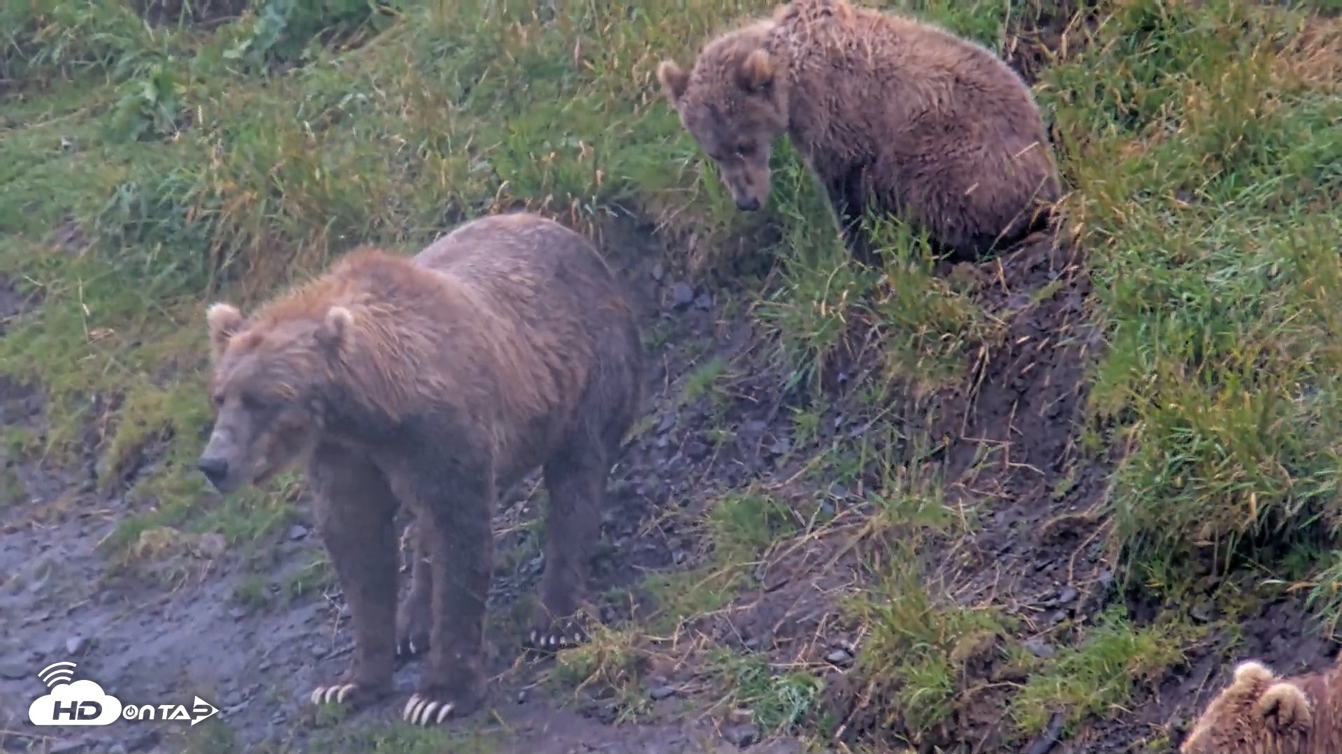 Snapshot of Kodiak Alaska Brown Bears Live Webcam taken Aug 12, 2026, 1:51pm AKDT