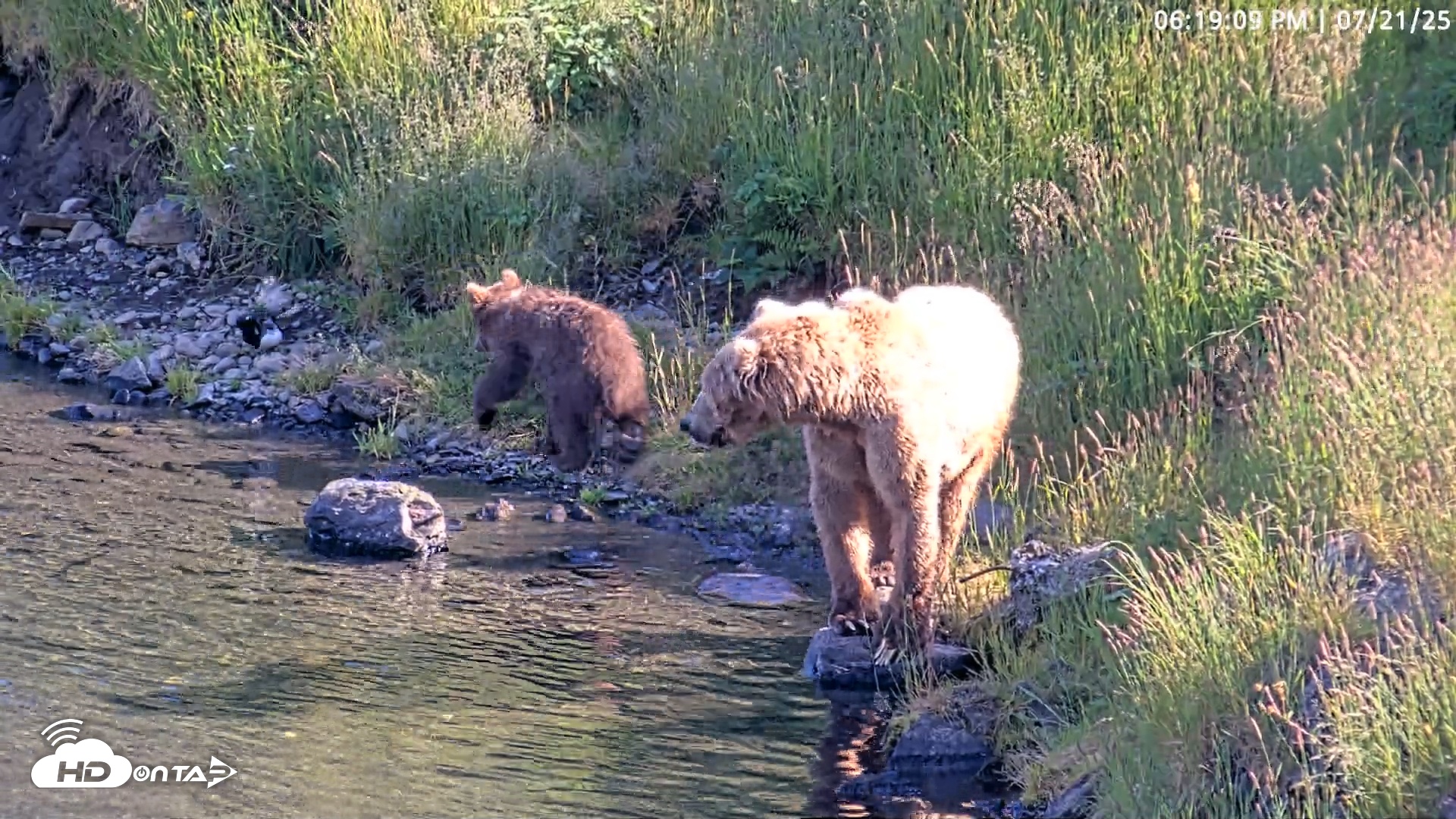 Snapshot of Kodiak Alaska Brown Bears Live Webcam taken Jul 21, 2025, 6:19pm AKDT