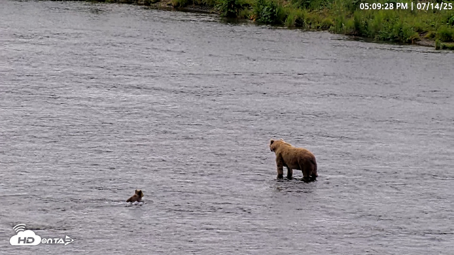 Snapshot of Kodiak Alaska Brown Bears Live Webcam taken Jul 14, 2025, 5:10pm AKDT