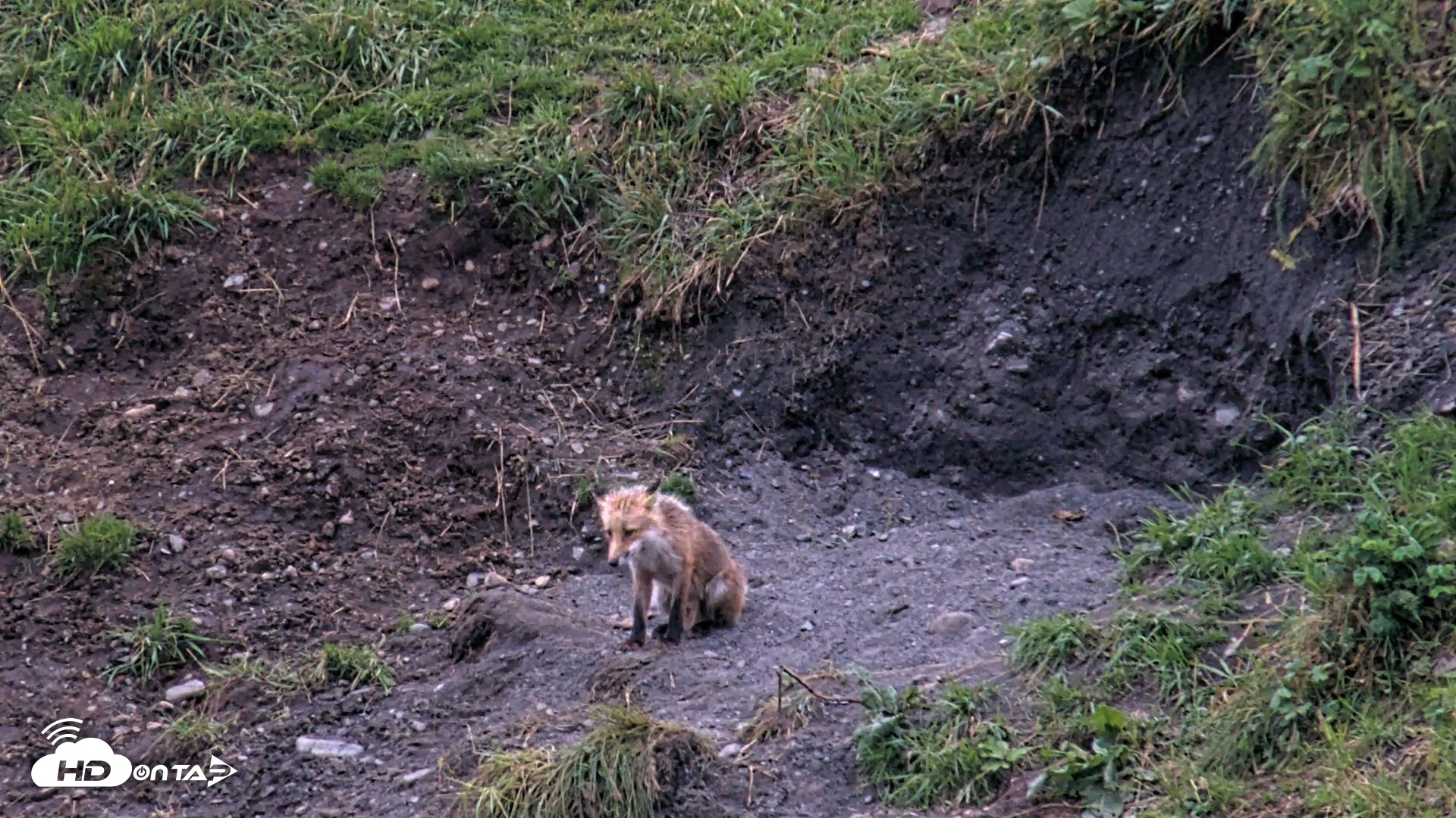 Snapshot of Kodiak Alaska Brown Bears Live Webcam taken Aug 18, 2026, 9:33pm AKDT