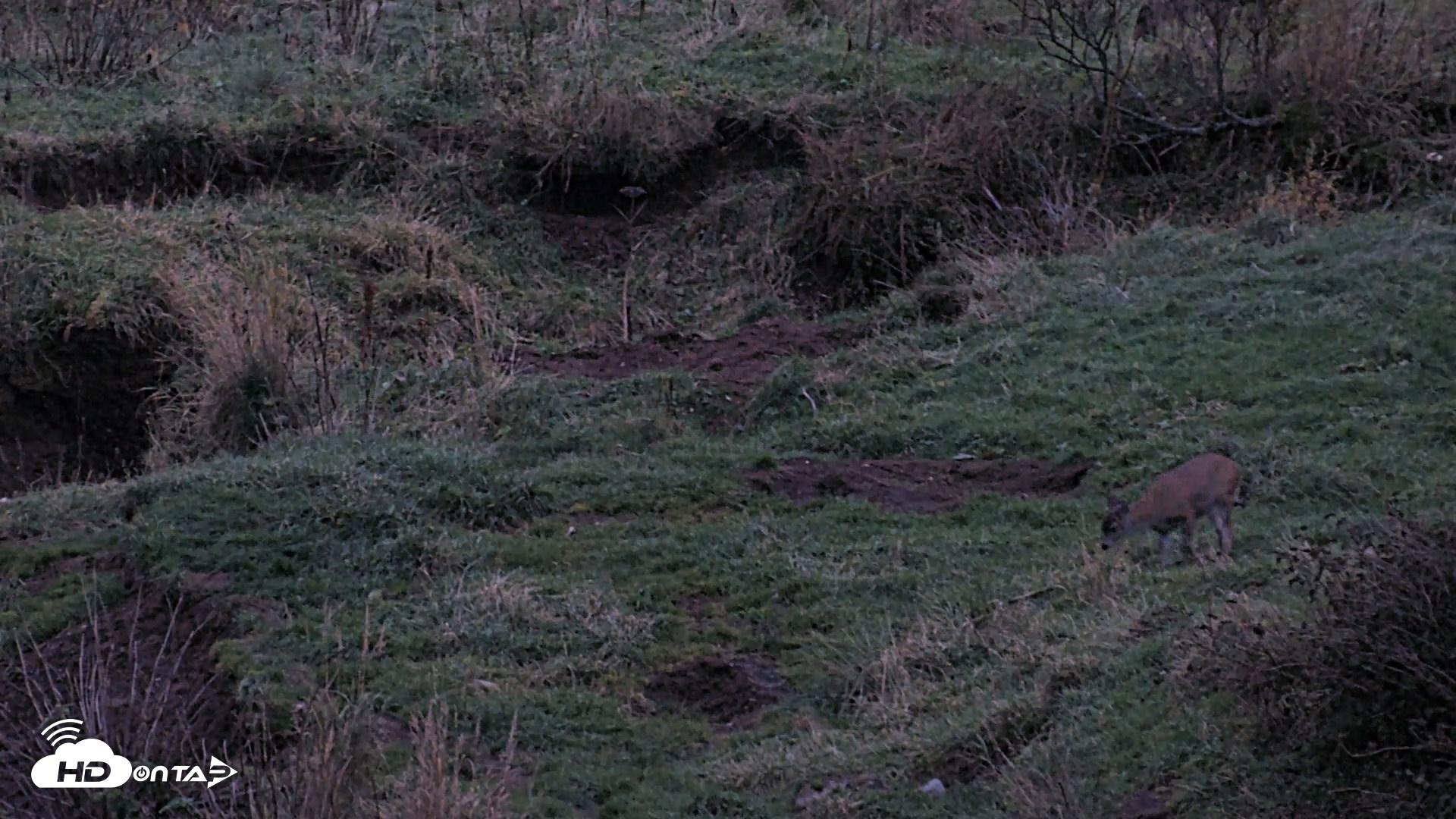 Snapshot of Kodiak Alaska Brown Bears Live Webcam taken Oct 6, 2026, 7:58pm AKDT