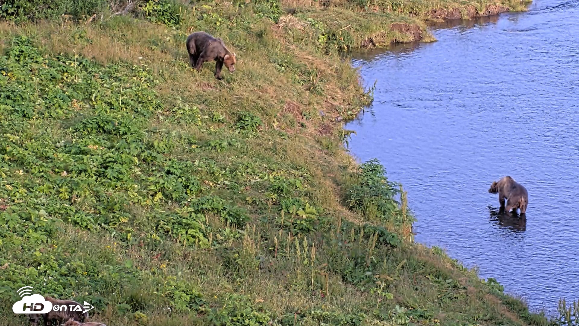 Snapshot of Kodiak Alaska Brown Bears Live Webcam taken Aug 11, 2026, 8:05pm AKDT