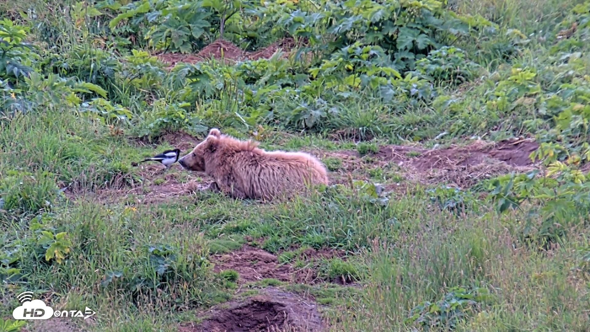 Snapshot of Kodiak Alaska Brown Bears Live Webcam taken Aug 6, 2026, 6:01pm AKDT