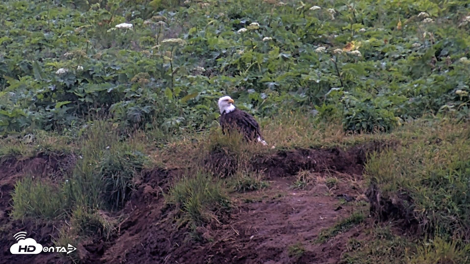 Snapshot of Kodiak Alaska Brown Bears Live Webcam taken Aug 3, 2026, 10:23pm AKDT
