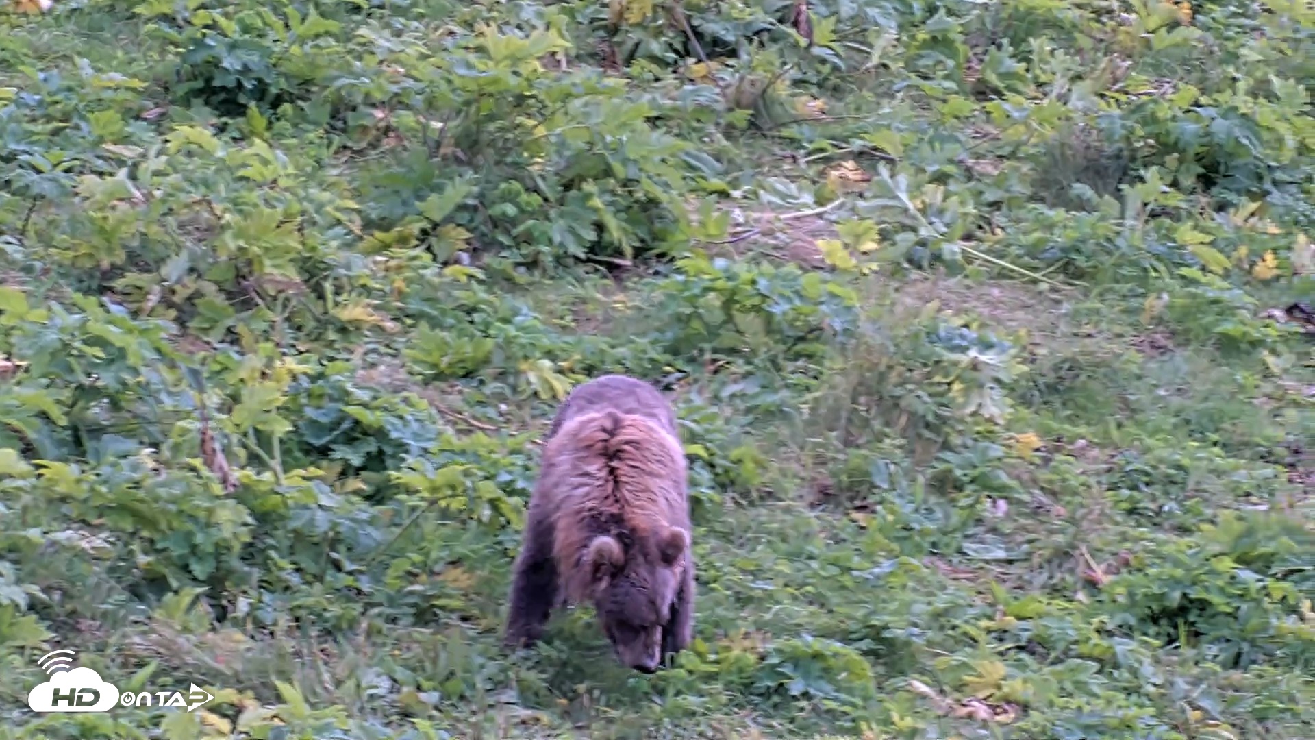 Snapshot of Kodiak Alaska Brown Bears Live Webcam taken Aug 23, 2026, 2:09pm AKDT