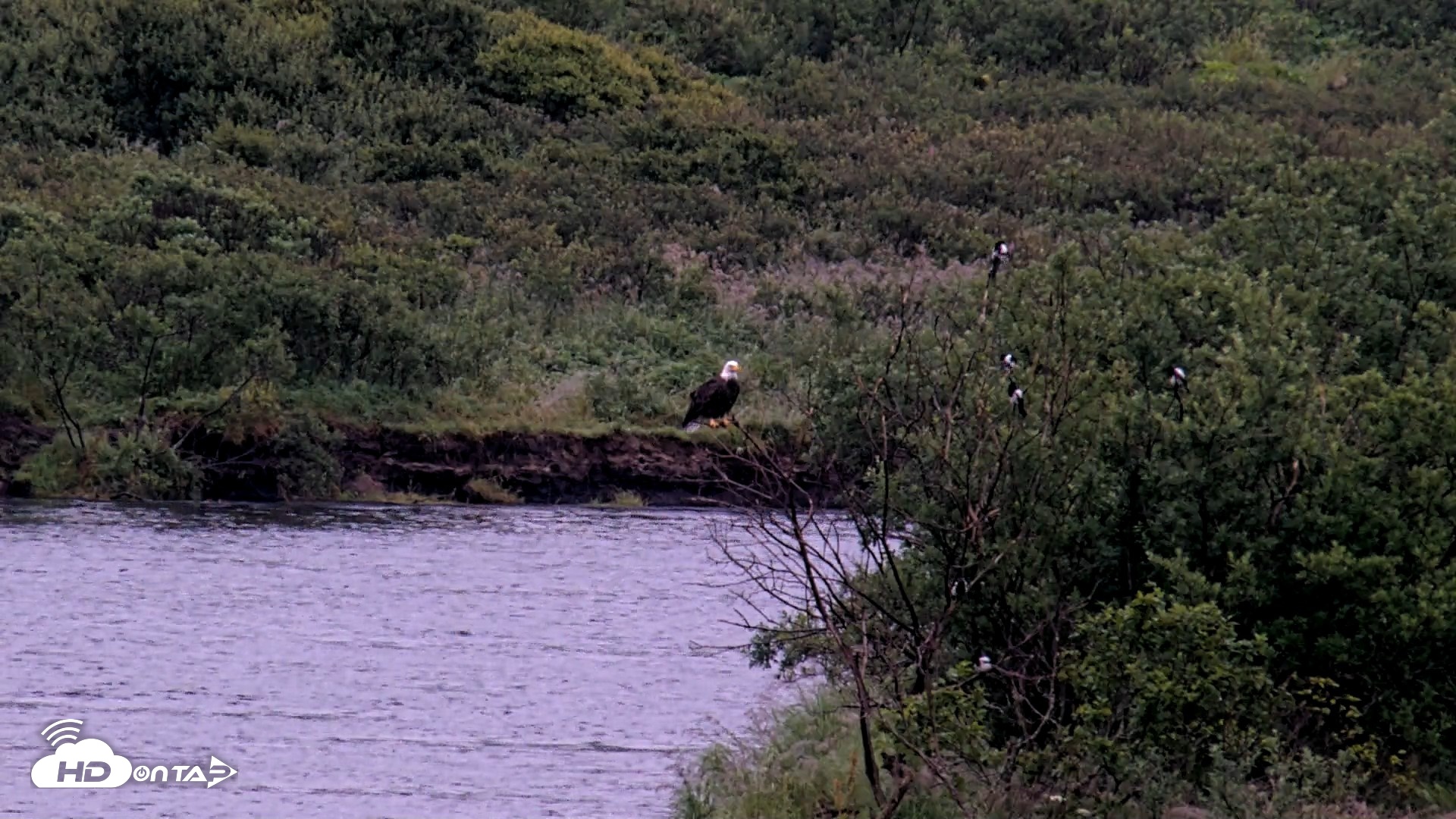 Snapshot of Kodiak Alaska Brown Bears Live Webcam taken Aug 18, 2026, 7:20am AKDT