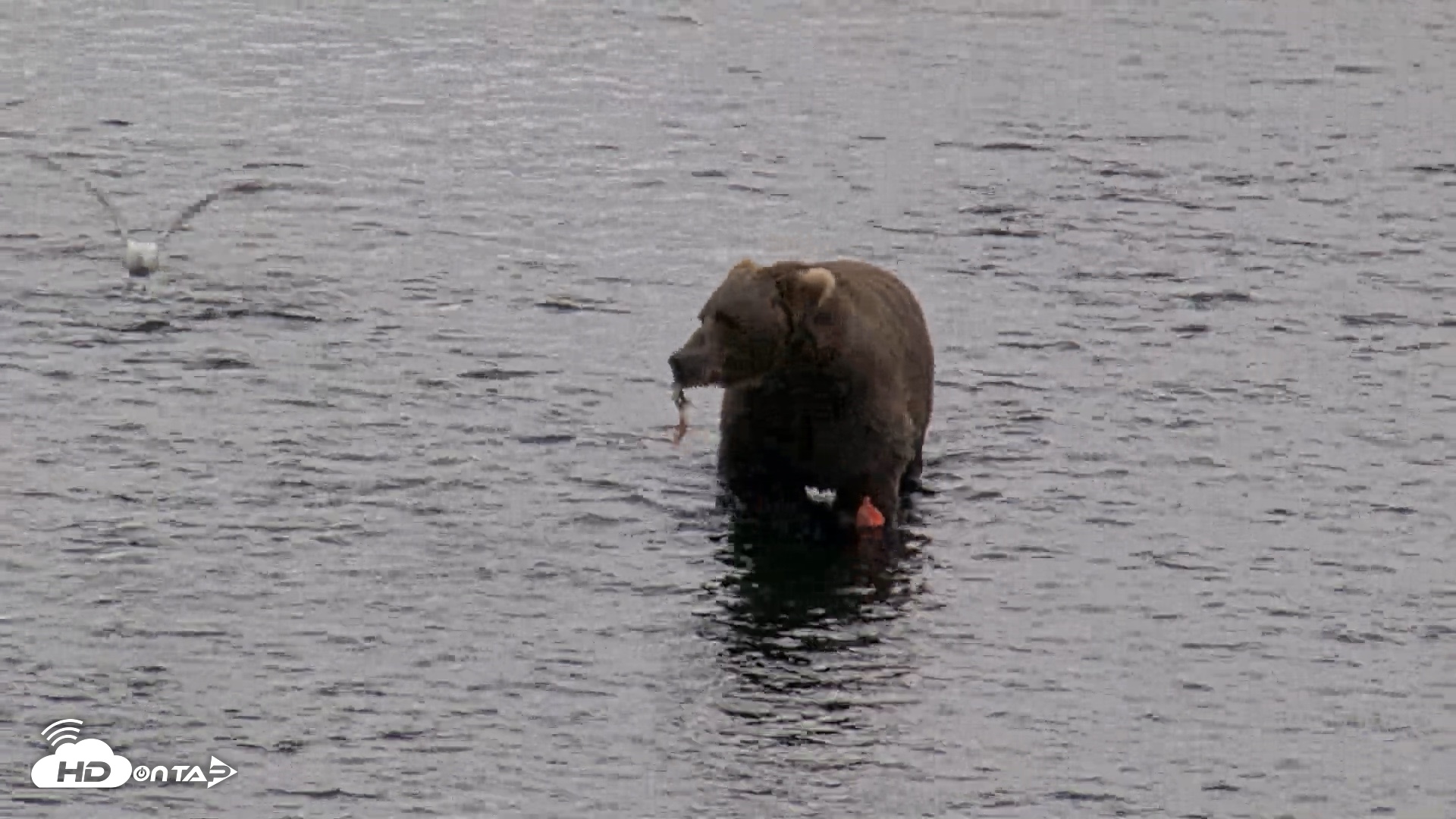 Snapshot of Kodiak Alaska Brown Bears Live Webcam taken Aug 20, 2026, 5:48pm AKDT