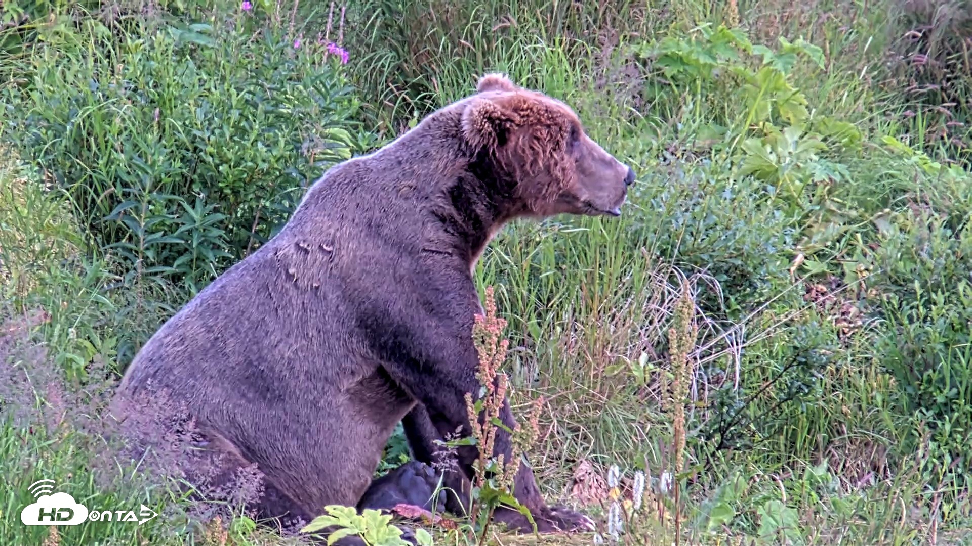 Snapshot of Kodiak Alaska Brown Bears Live Webcam taken Aug 11, 2026, 6:10pm AKDT