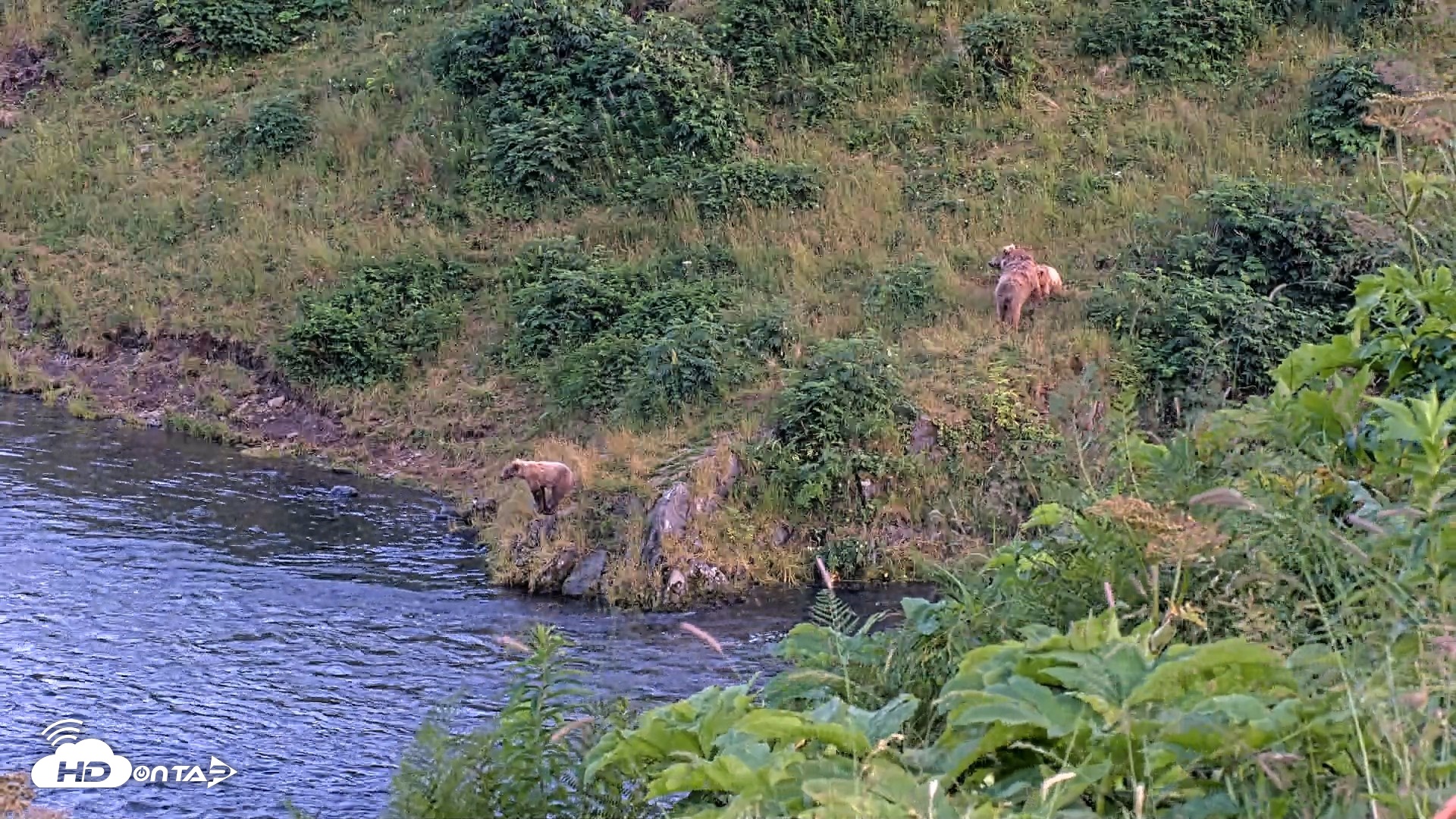 Snapshot of Kodiak Alaska Brown Bears Live Webcam taken Aug 8, 2026, 9:47pm AKDT