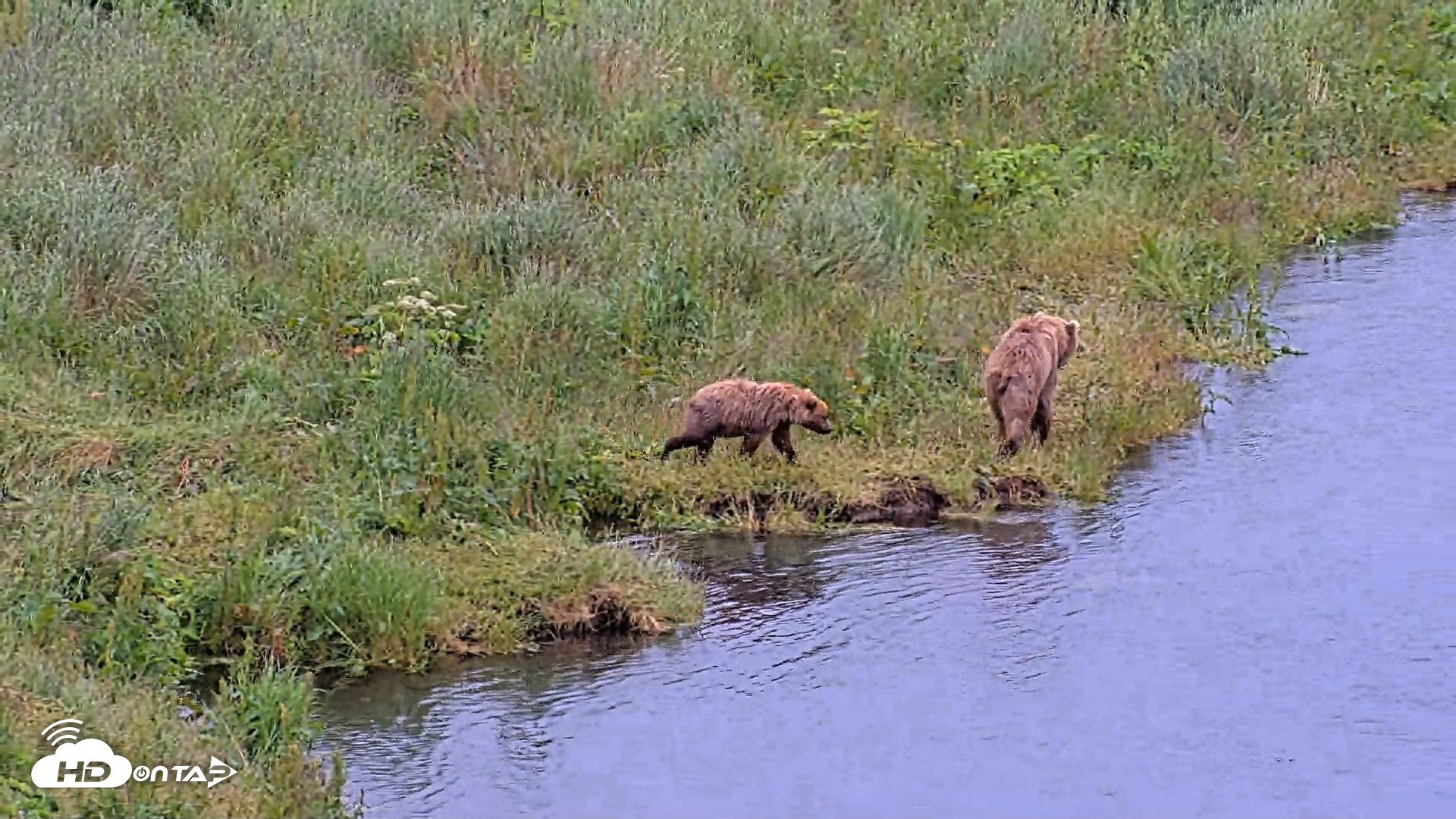 Snapshot of Kodiak Alaska Brown Bears Live Webcam taken Jul 27, 2026, 2:48pm AKDT
