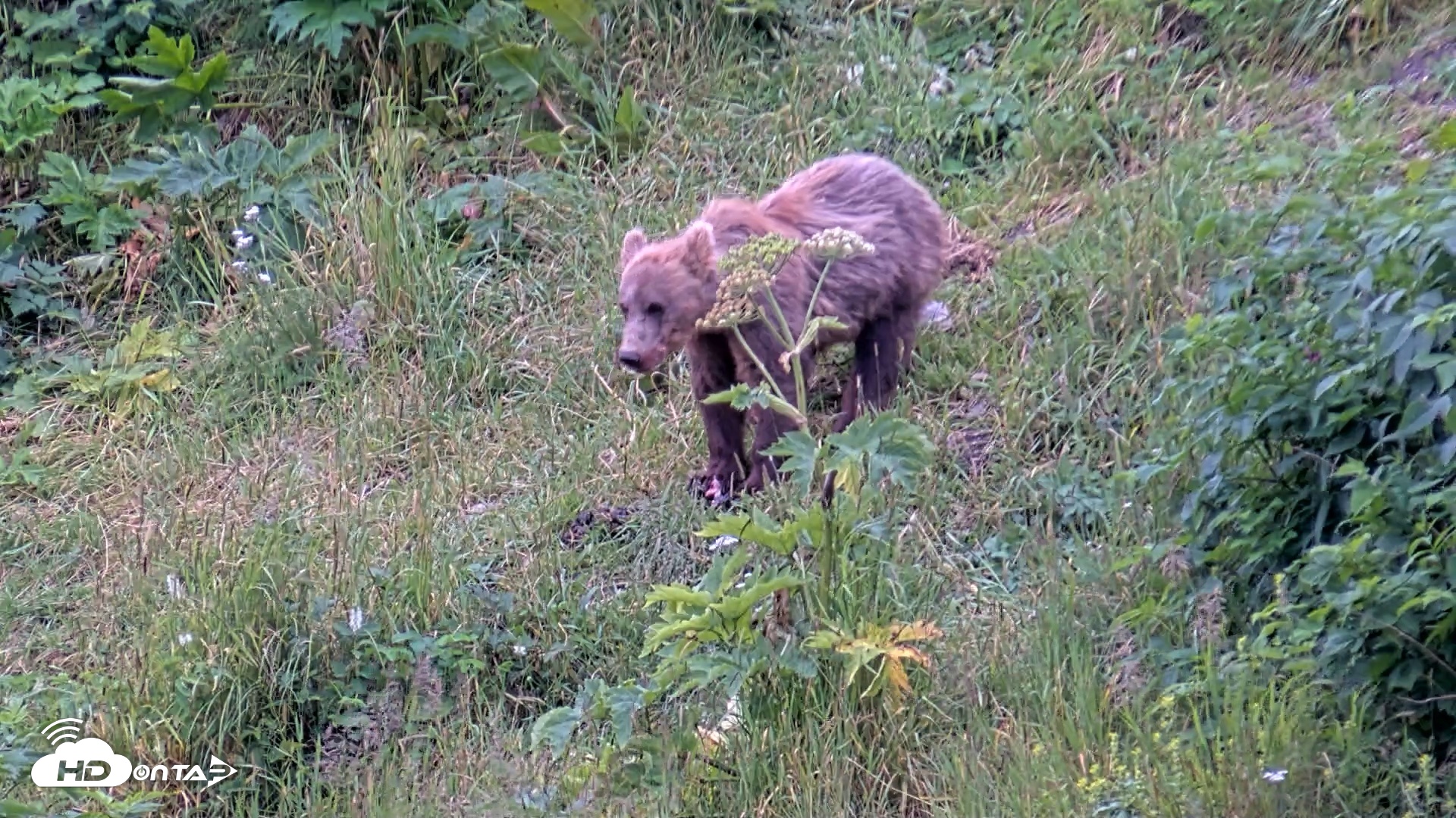 Snapshot of Kodiak Alaska Brown Bears Live Webcam taken Aug 4, 2026, 9:05pm AKDT