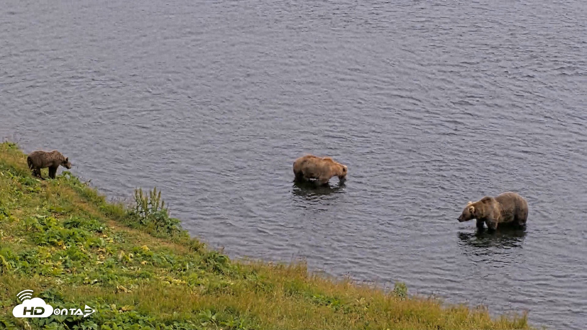 Snapshot of Kodiak Alaska Brown Bears Live Webcam taken Aug 9, 2026, 4:10pm AKDT