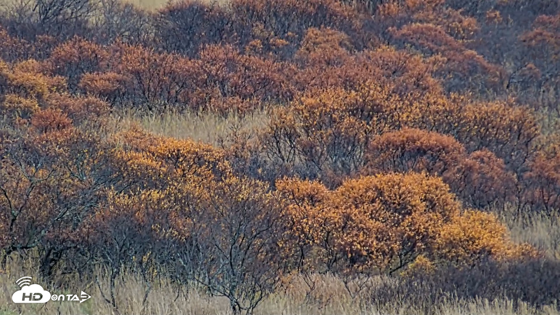 Snapshot of Kodiak Alaska Brown Bears Live Webcam taken Oct 20, 2026, 4:47pm AKDT