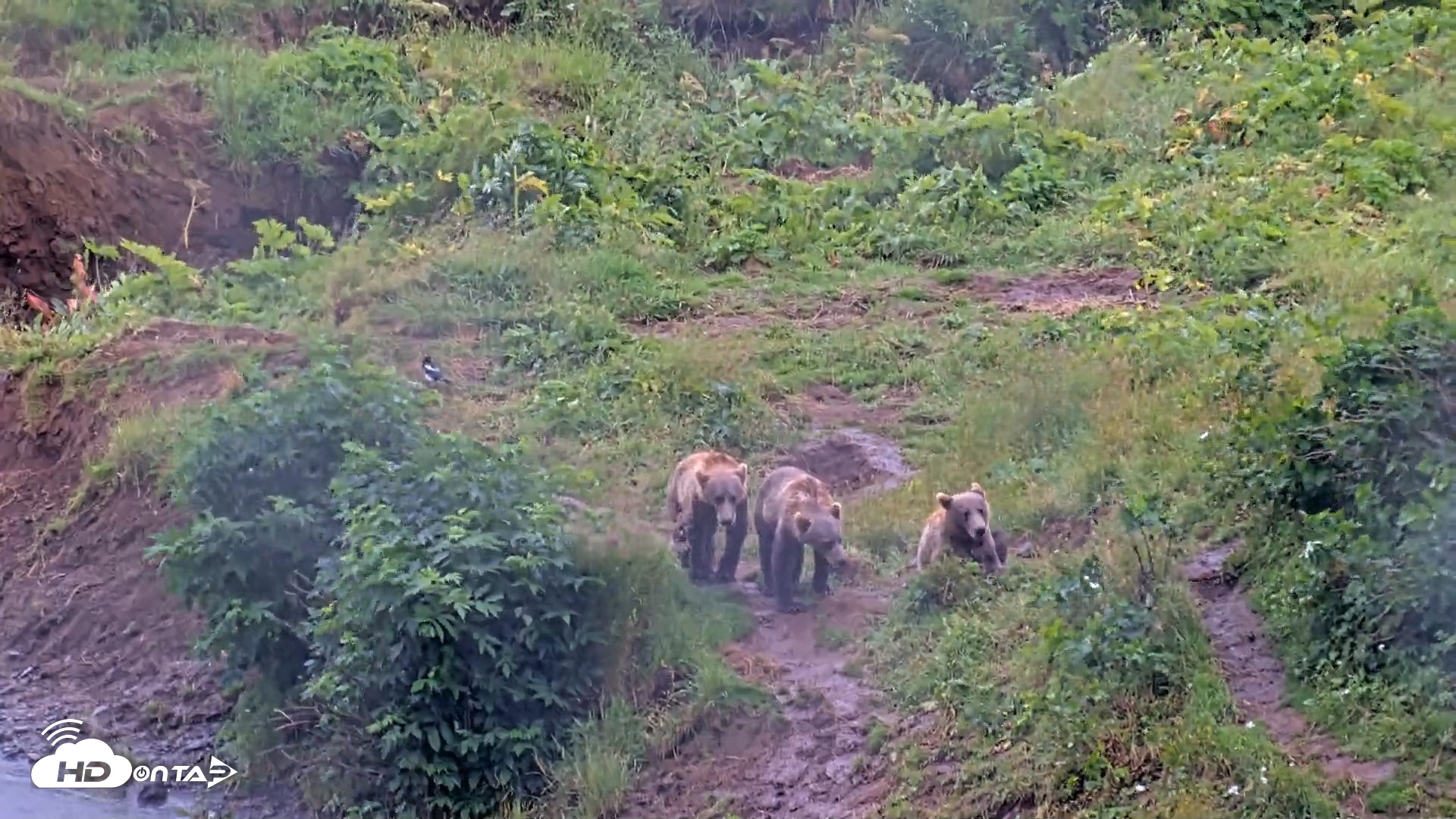 Snapshot of Kodiak Alaska Brown Bears Live Webcam taken Aug 12, 2026, 1:47pm AKDT