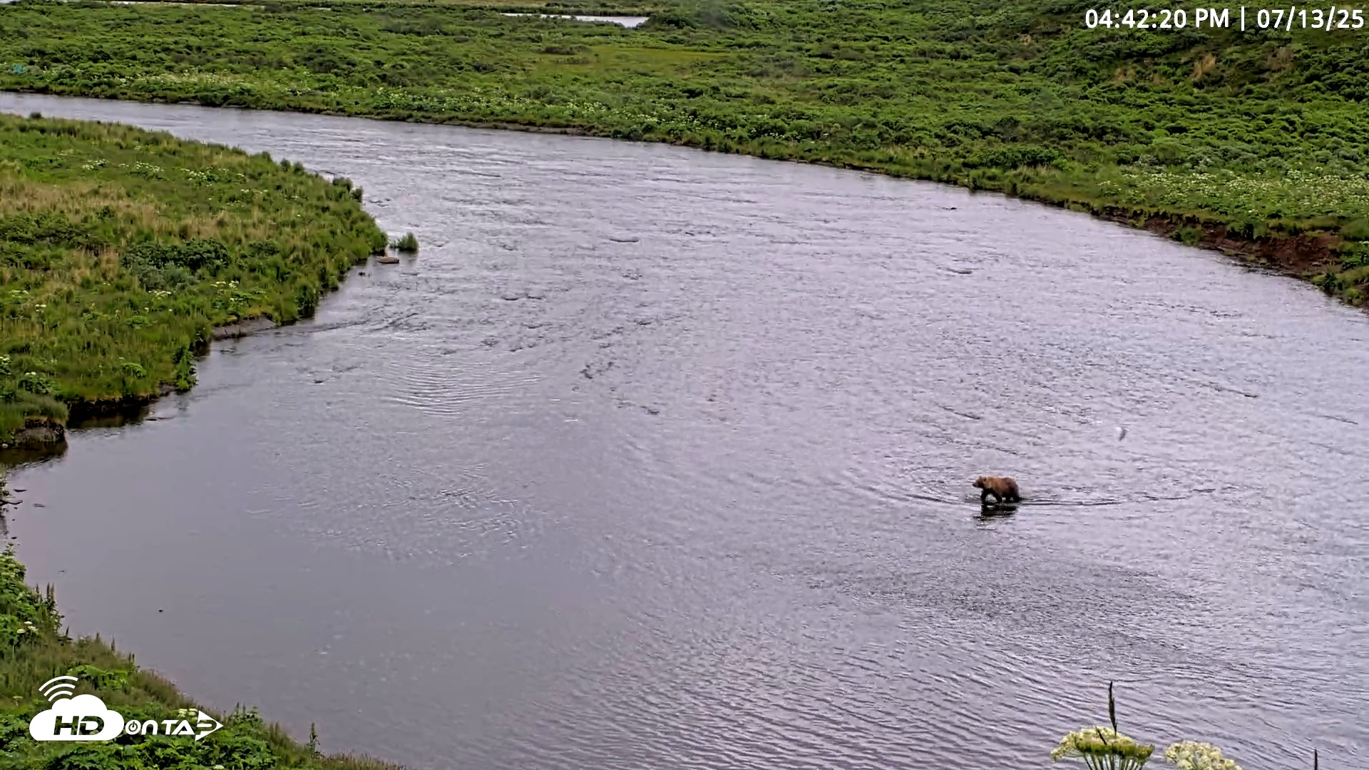 Snapshot of Kodiak Alaska Brown Bears Live Webcam taken Jul 13, 2025, 4:42pm AKDT