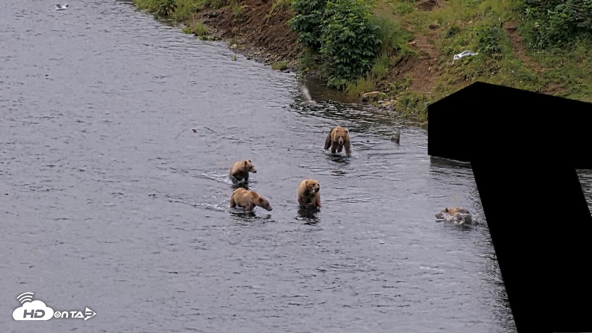 Snapshot of Kodiak Alaska Brown Bears Live Webcam taken Aug 7, 2026, 12:33pm AKDT