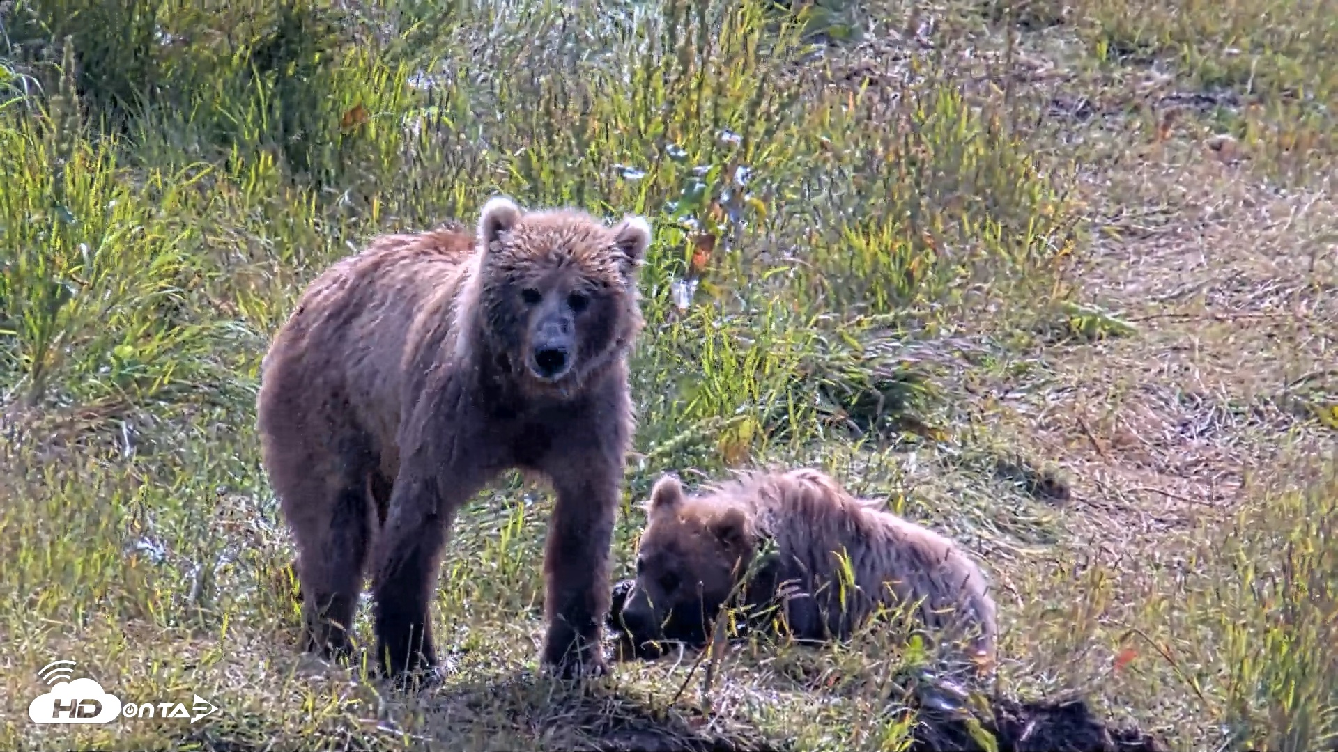 Snapshot of Kodiak Alaska Brown Bears Live Webcam taken Aug 1, 2026, 12:02pm AKDT