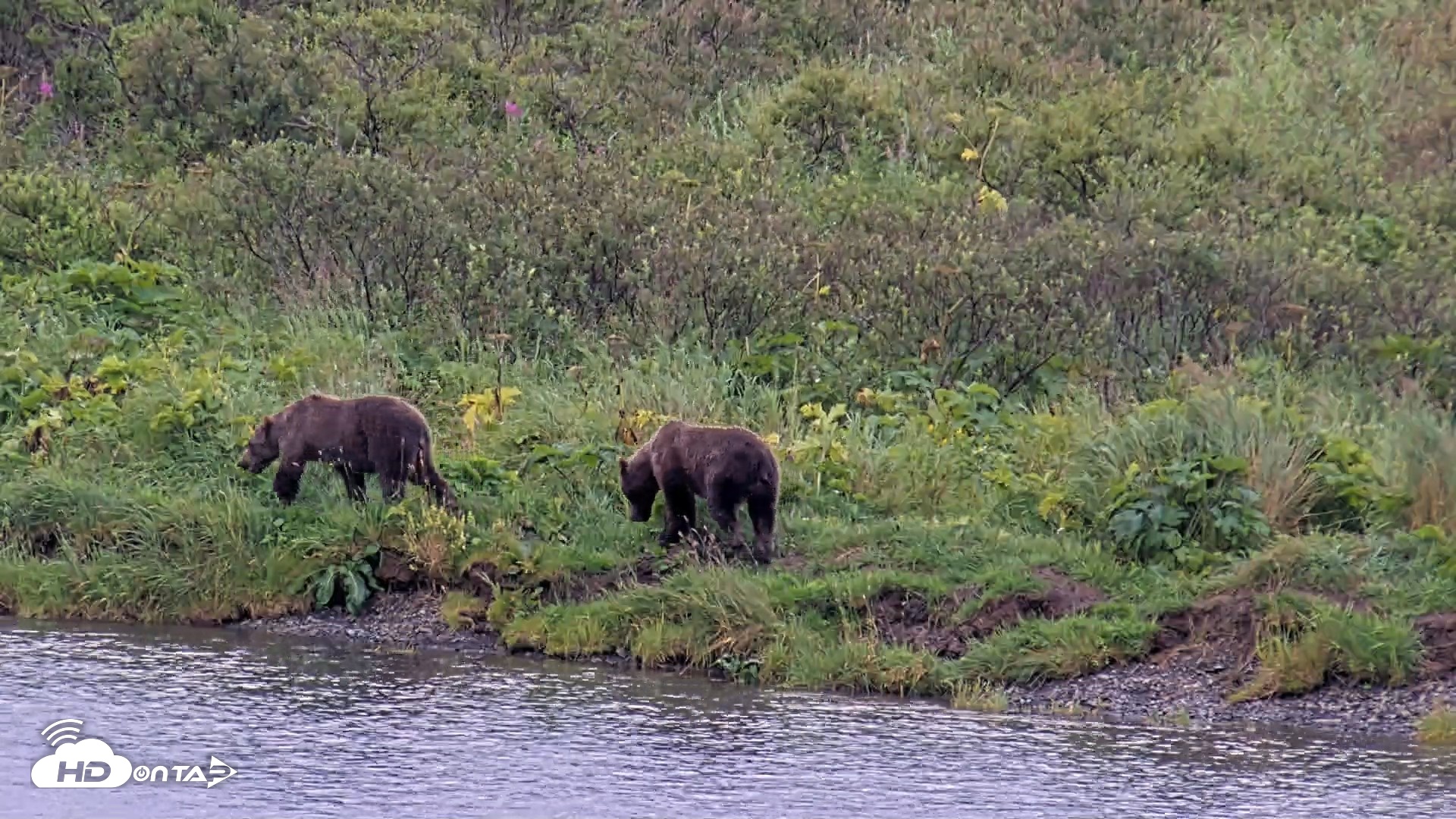 Snapshot of Kodiak Alaska Brown Bears Live Webcam taken Aug 22, 2026, 7:12pm AKDT