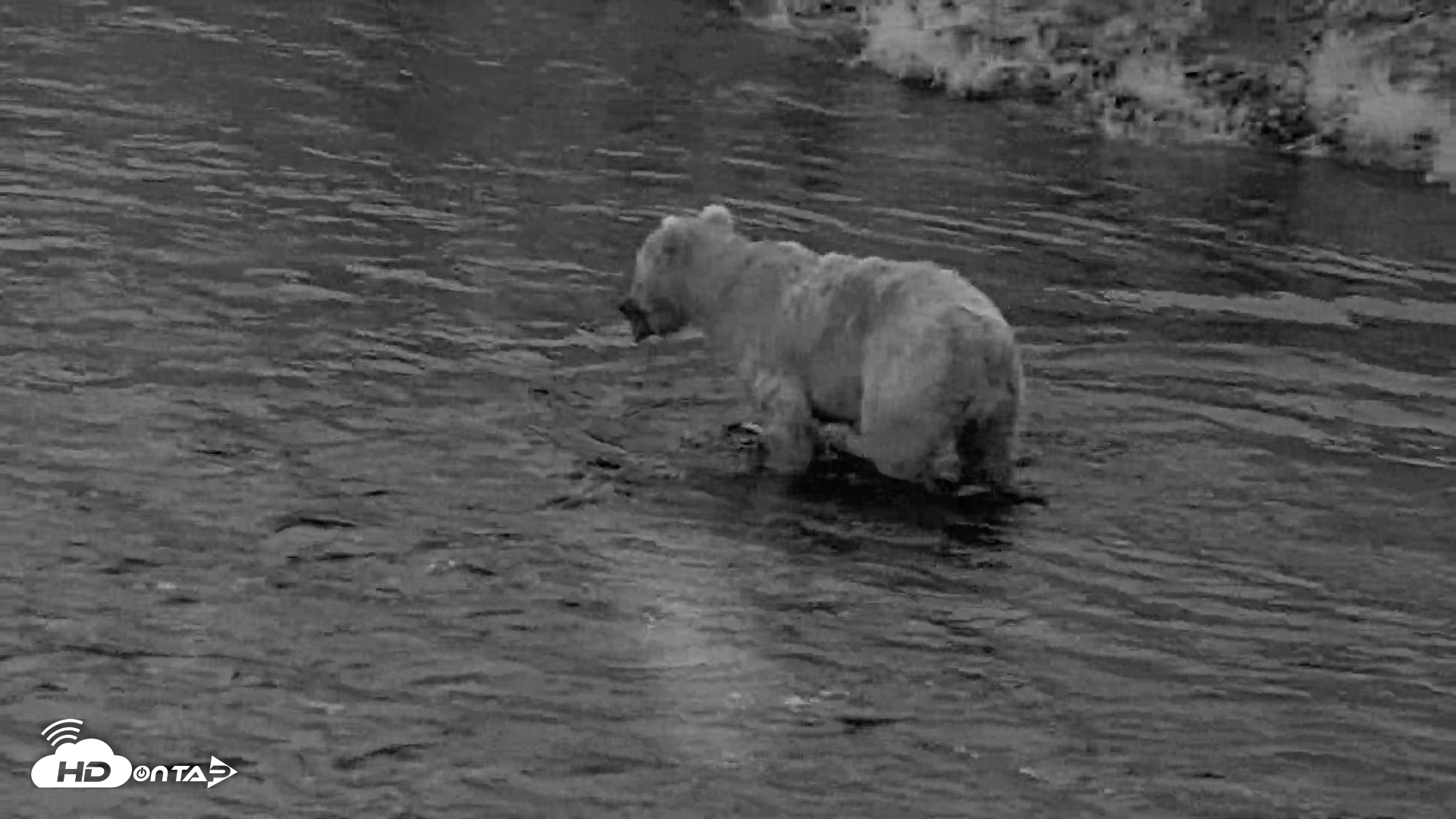 Snapshot of Kodiak Alaska Brown Bears Live Webcam taken Aug 11, 2026, 6:19am AKDT