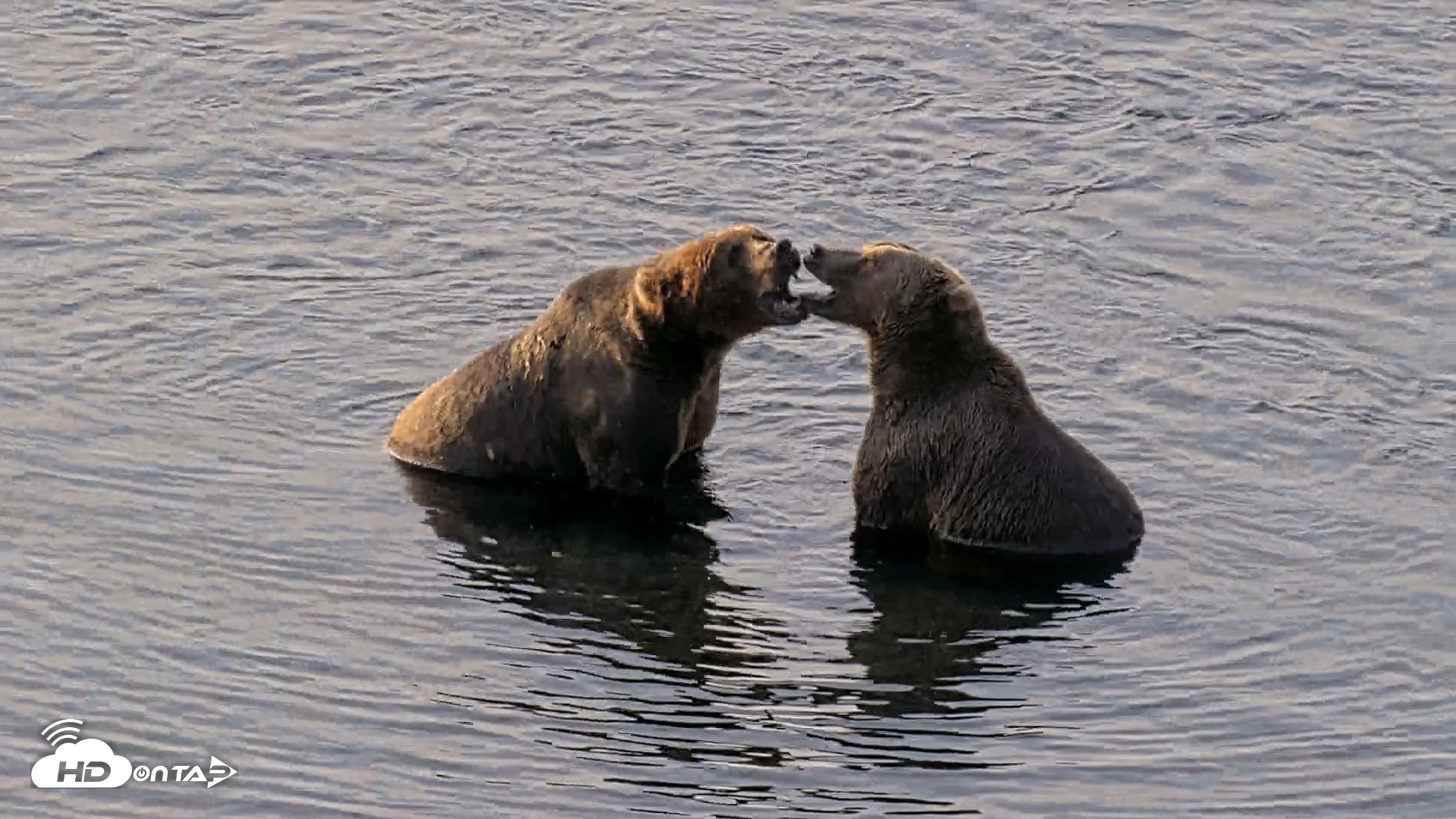 Snapshot of Kodiak Alaska Brown Bears Live Webcam taken Aug 8, 2026, 9:28am AKDT