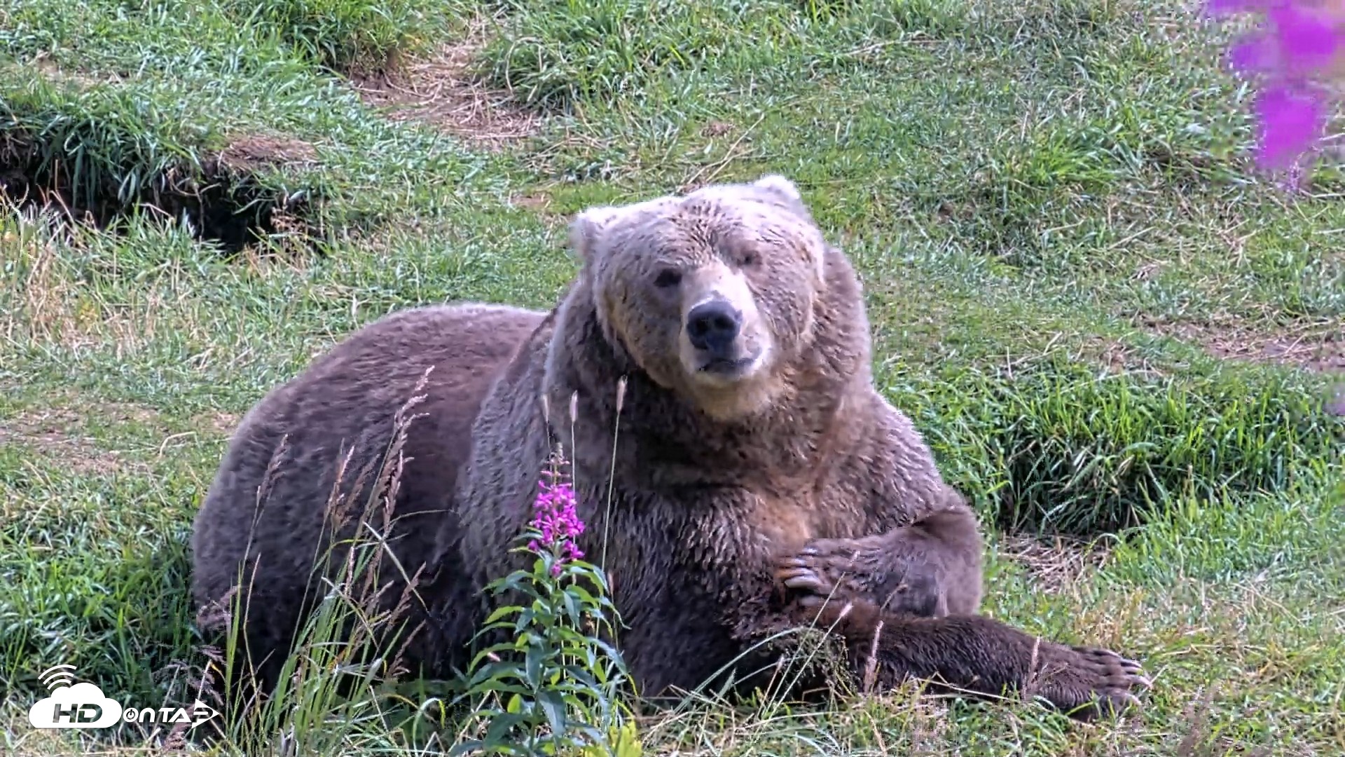 Snapshot of Kodiak Alaska Brown Bears Live Webcam taken Aug 22, 2026, 2:31pm AKDT
