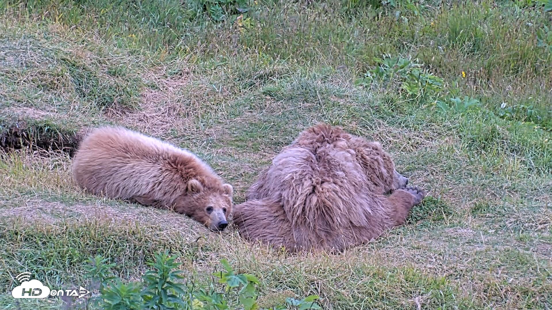 Snapshot of Kodiak Alaska Brown Bears Live Webcam taken Aug 3, 2026, 7:59pm AKDT