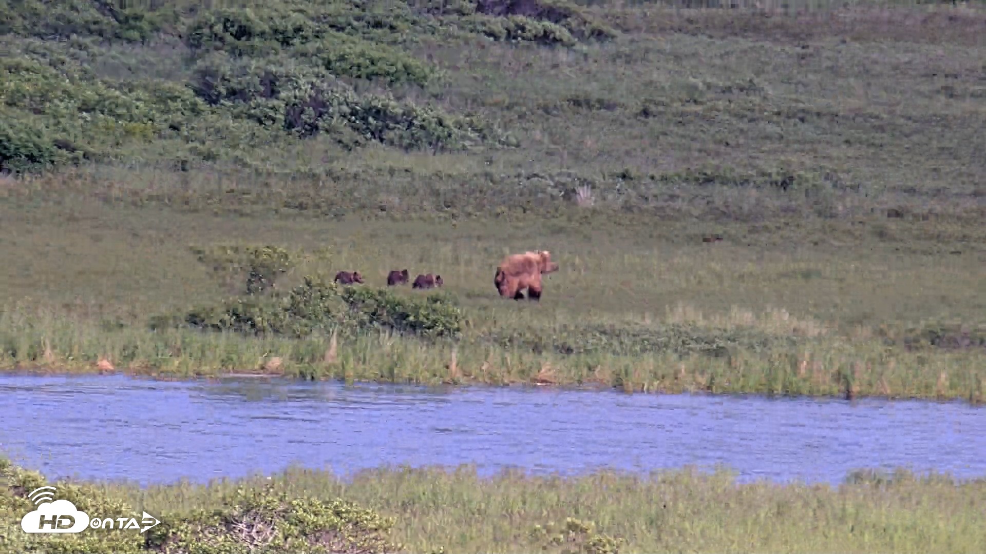Snapshot of Kodiak Alaska Brown Bears Live Webcam taken Jul 25, 2026, 6:59pm AKDT
