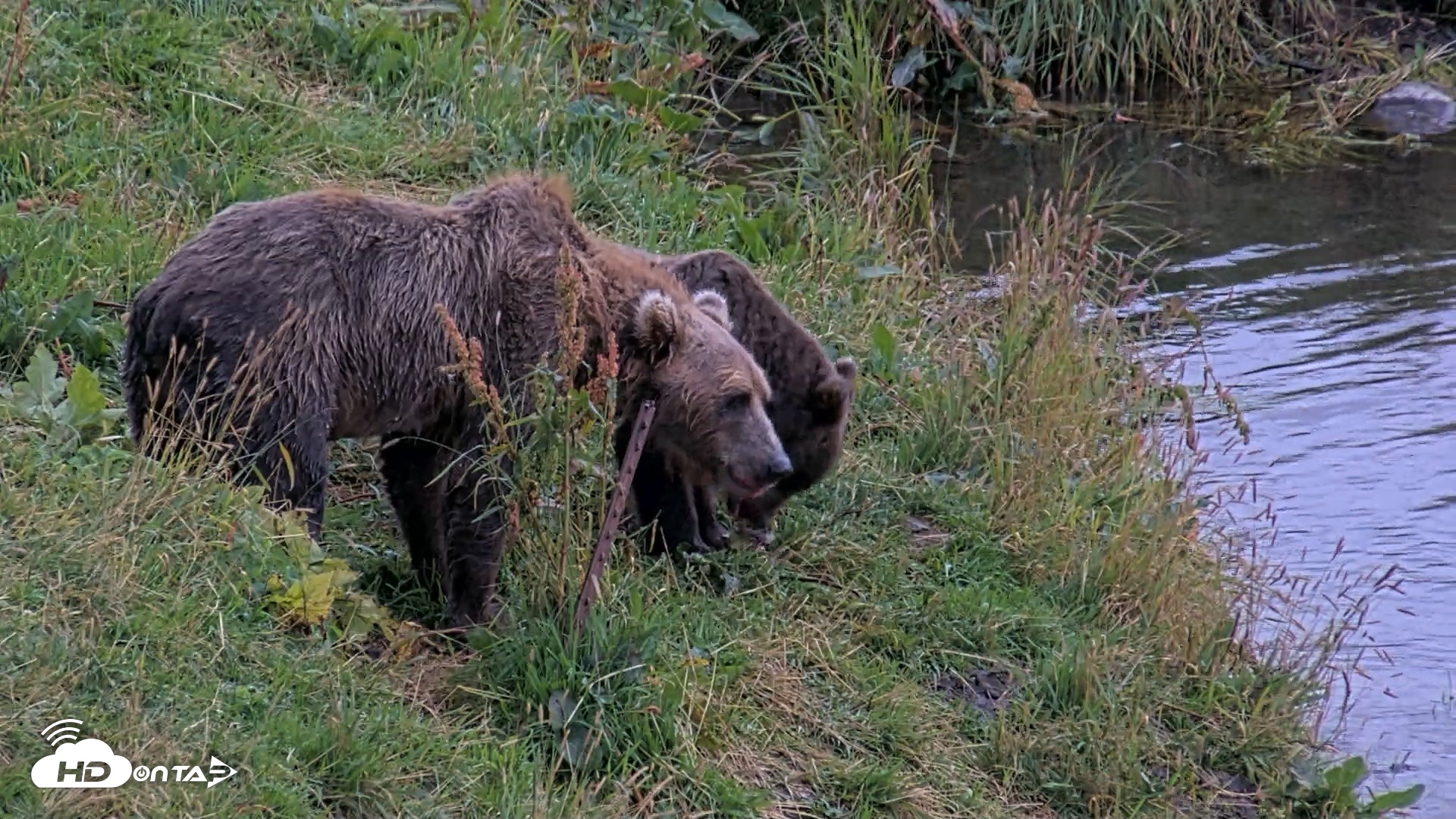 Snapshot of Kodiak Alaska Brown Bears Live Webcam taken Aug 20, 2026, 8:40pm AKDT