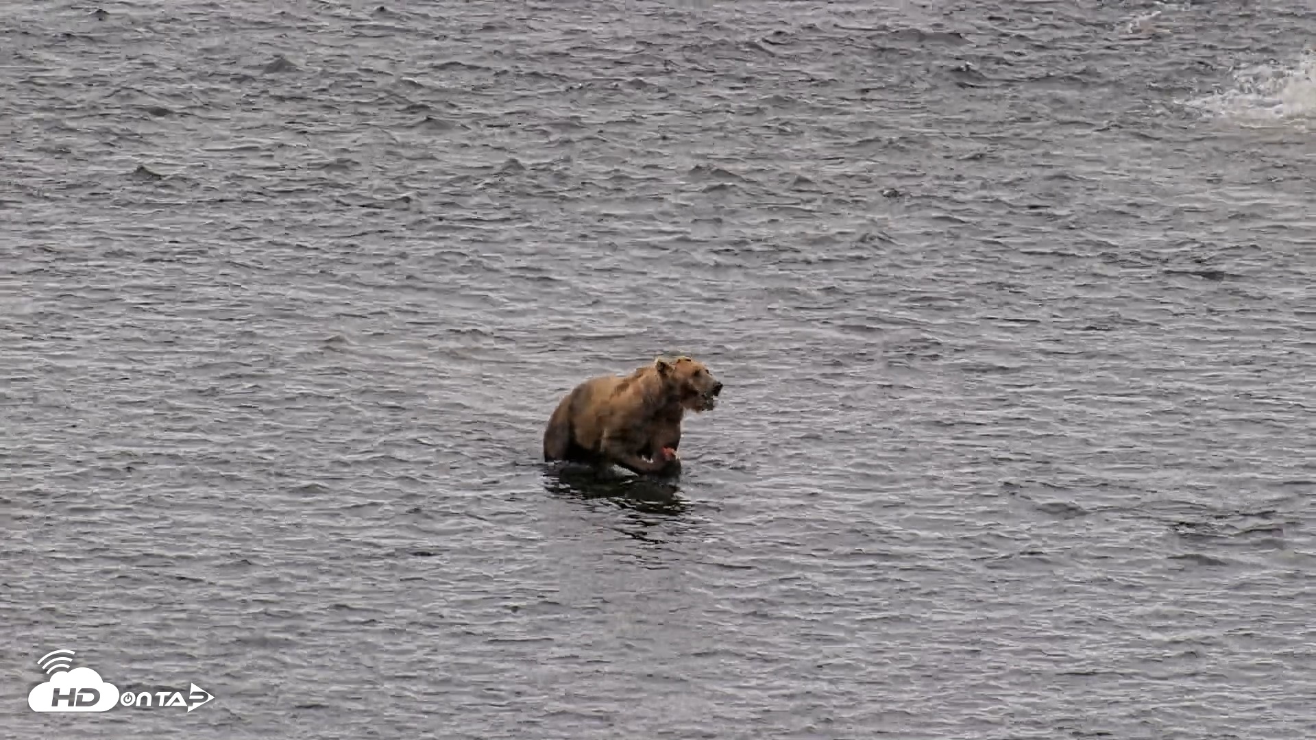 Snapshot of Kodiak Alaska Brown Bears Live Webcam taken Aug 6, 2026, 10:58am AKDT