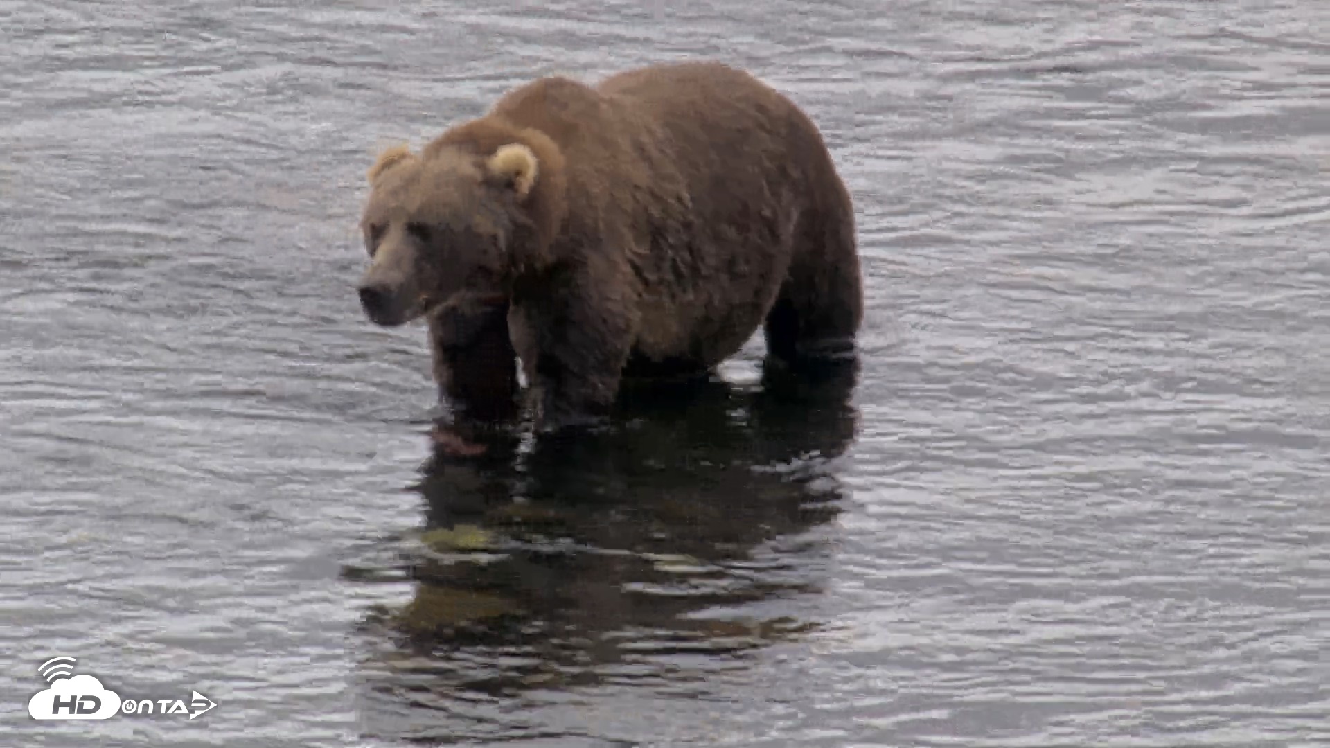 Snapshot of Kodiak Alaska Brown Bears Live Webcam taken Aug 13, 2026, 11:39am AKDT