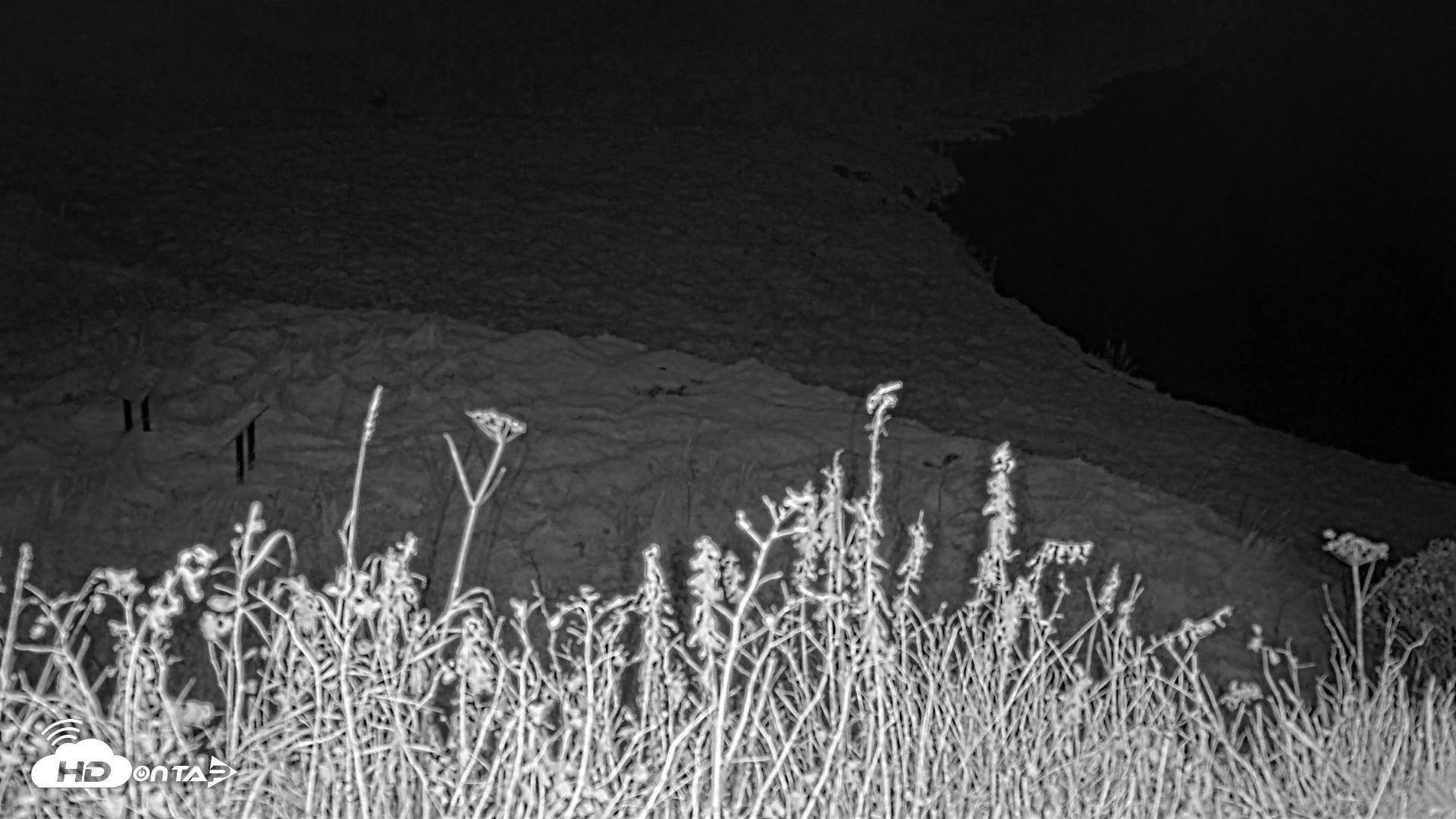 Snapshot of Kodiak Alaska Brown Bears Live Webcam taken Oct 7, 2026, 9:06pm AKDT