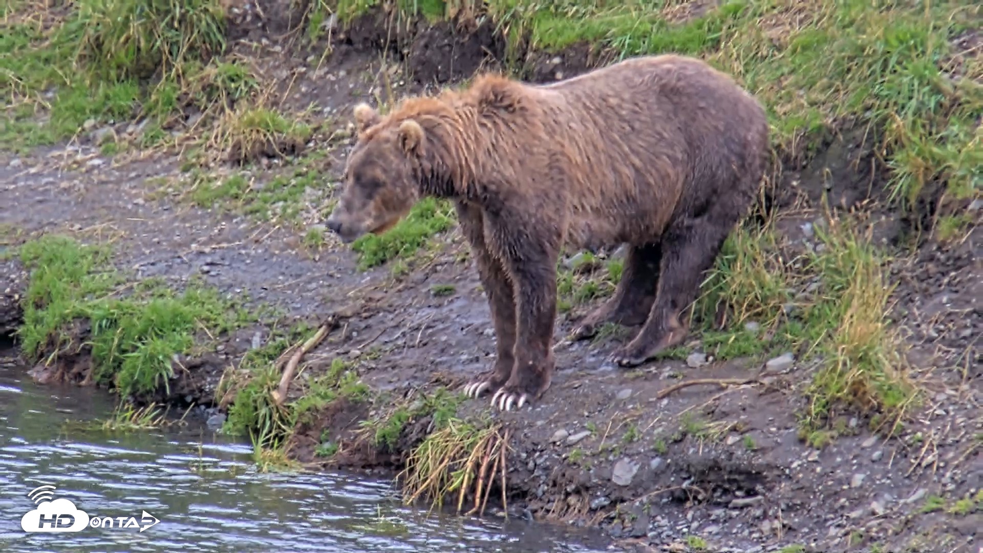 Snapshot of Kodiak Alaska Brown Bears Live Webcam taken Aug 14, 2026, 4:37pm AKDT