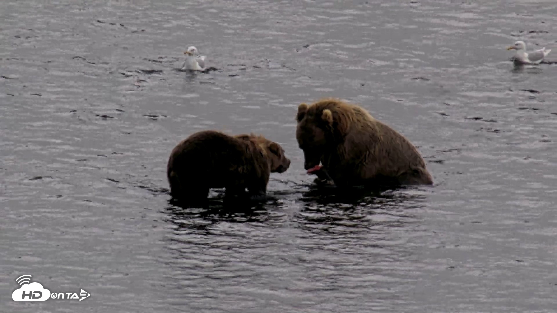 Snapshot of Kodiak Alaska Brown Bears Live Webcam taken Aug 17, 2026, 5:55pm AKDT