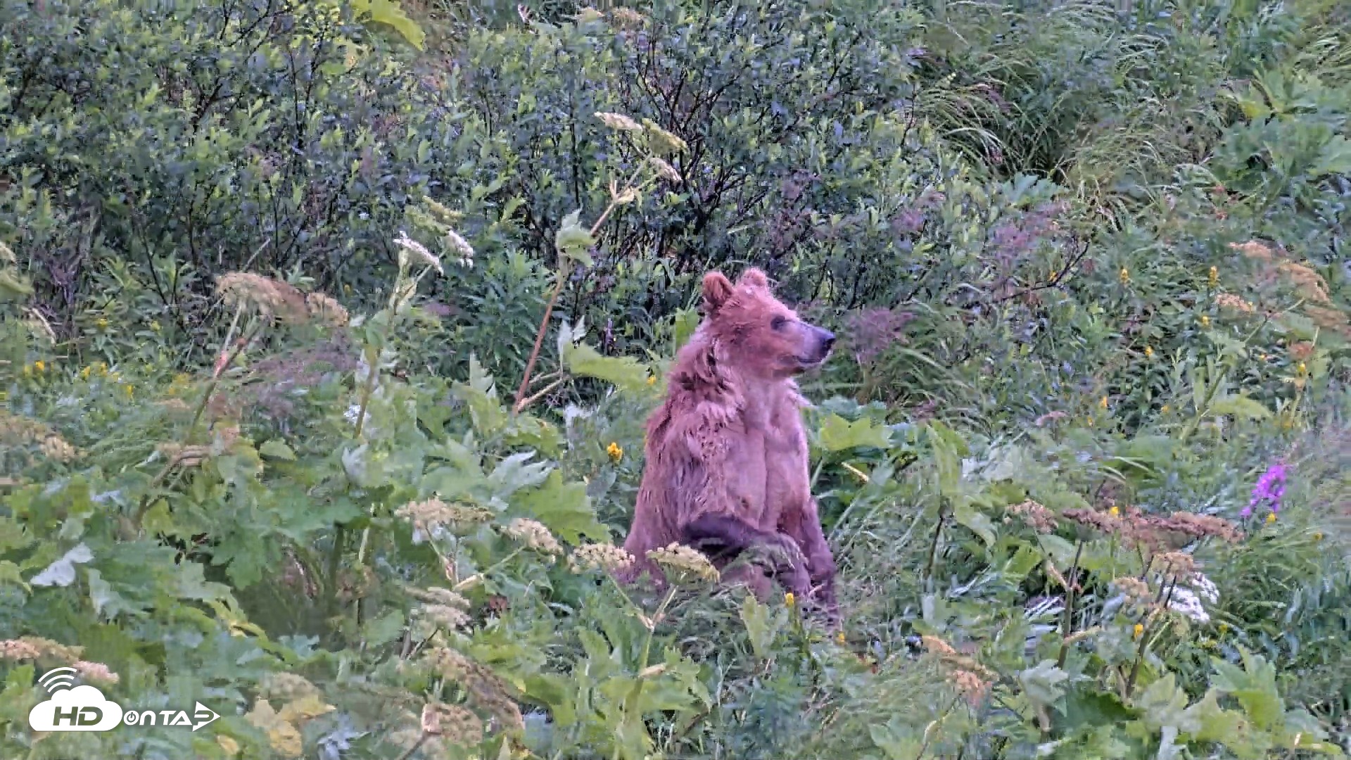 Snapshot of Kodiak Alaska Brown Bears Live Webcam taken Aug 12, 2026, 2:29pm AKDT