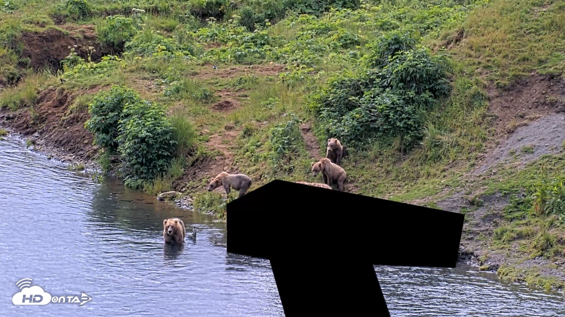 Snapshot of Kodiak Alaska Brown Bears Live Webcam taken Aug 2, 2026, 12:43pm AKDT