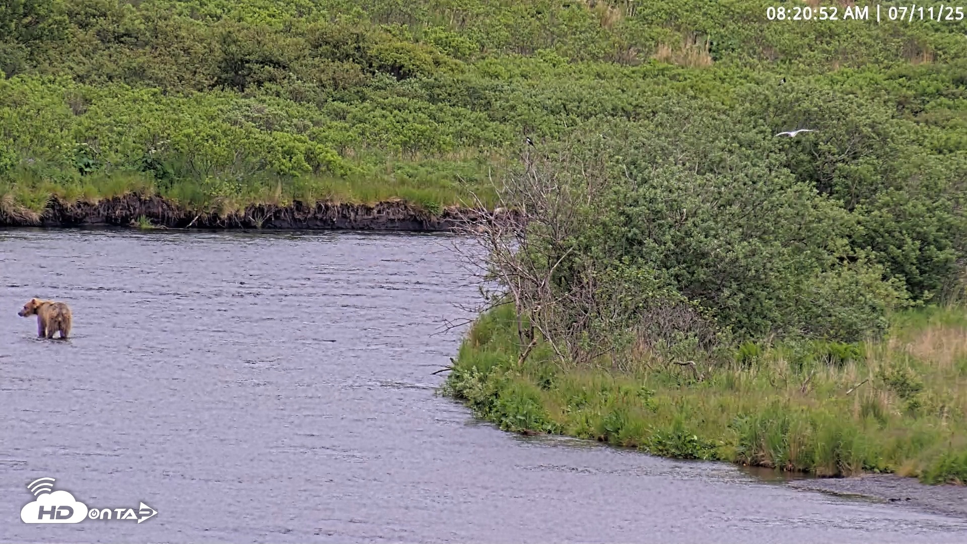 Snapshot of Kodiak Alaska Brown Bears Live Webcam taken Jul 11, 2025, 8:21am AKDT