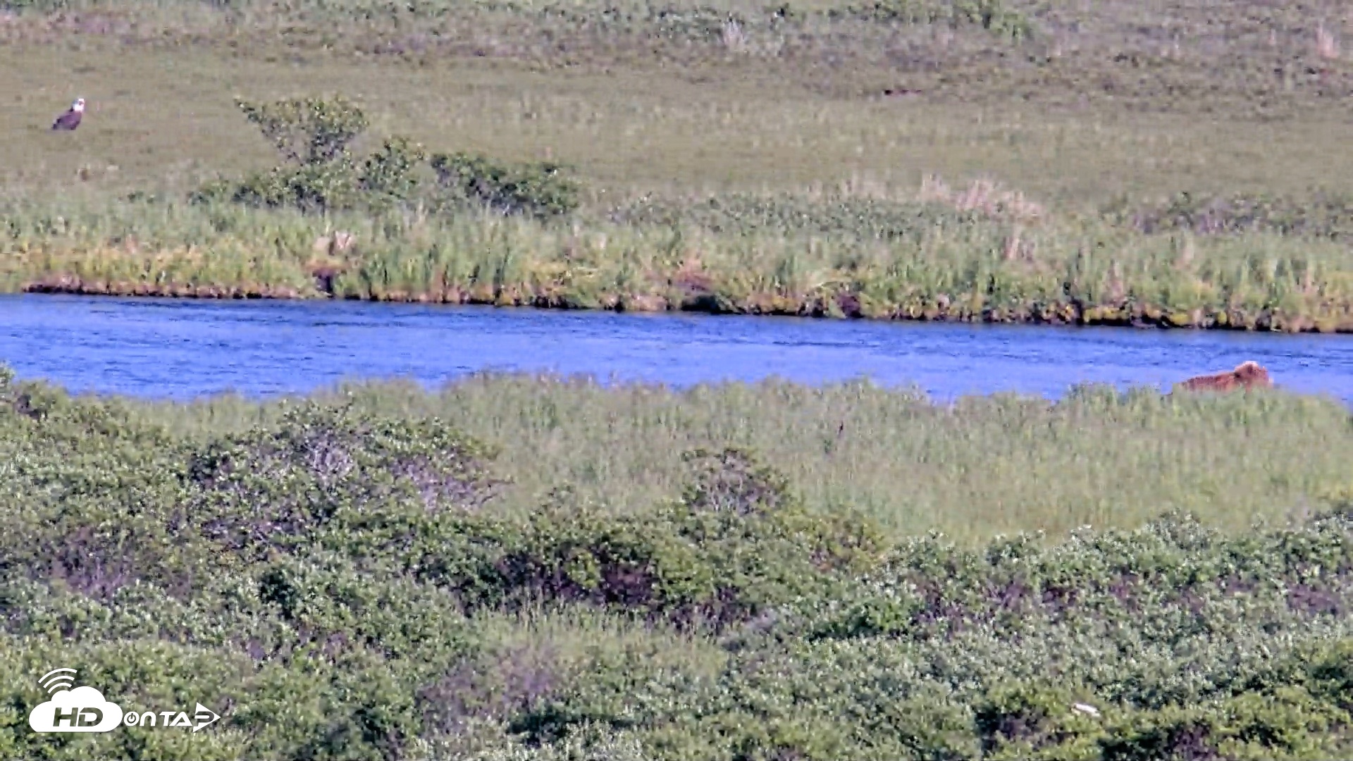 Snapshot of Kodiak Alaska Brown Bears Live Webcam taken Jul 15, 2026, 6:26pm AKDT