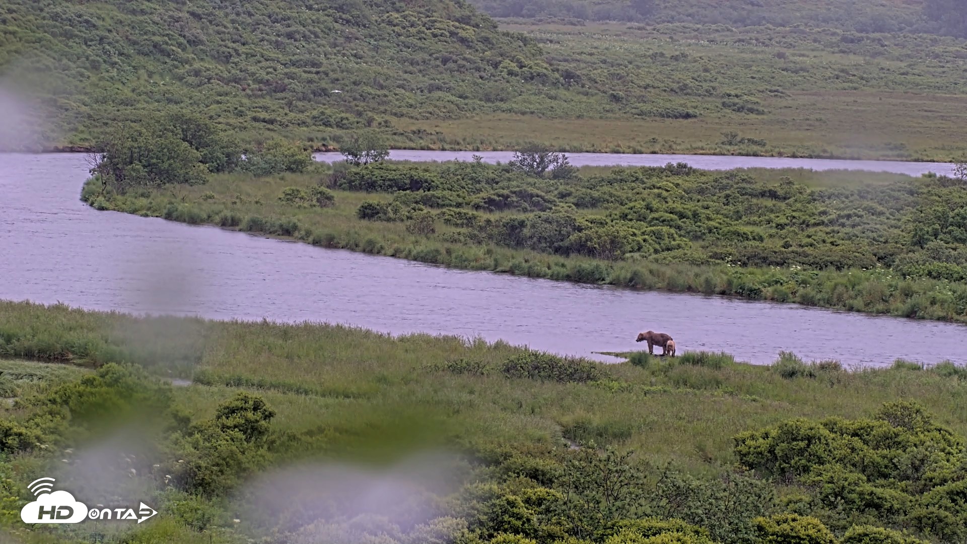 Snapshot of Kodiak Alaska Brown Bears Live Webcam taken Jul 21, 2026, 3:43pm AKDT