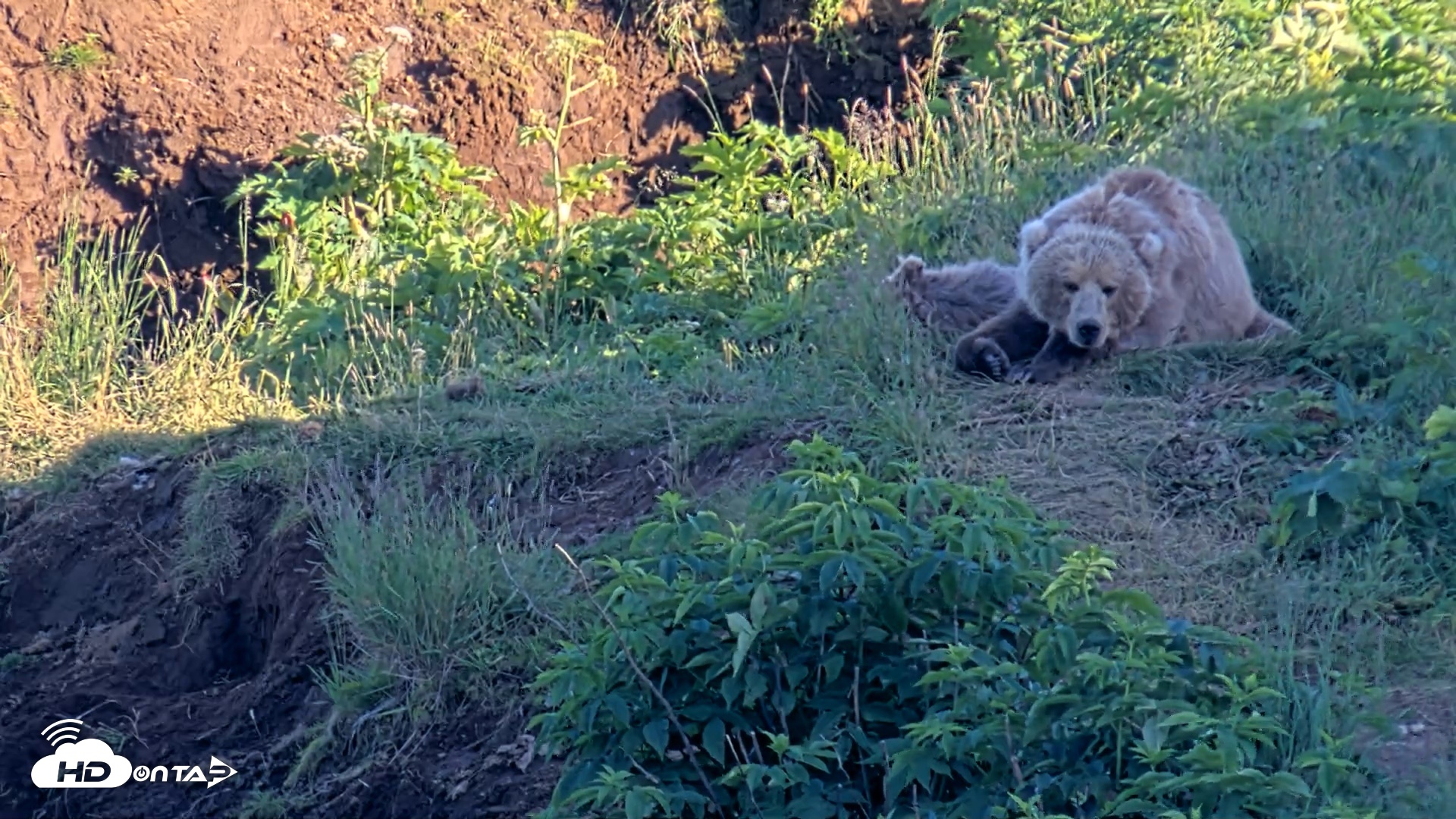 Snapshot of Kodiak Alaska Brown Bears Live Webcam taken Jul 31, 2026, 7:29pm AKDT