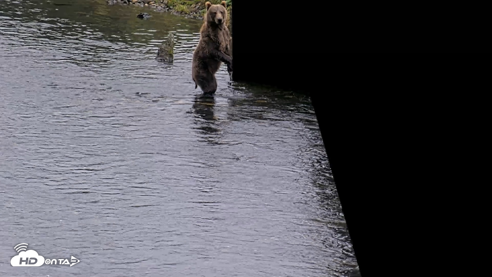 Snapshot of Kodiak Alaska Brown Bears Live Webcam taken Aug 17, 2026, 4:07pm AKDT